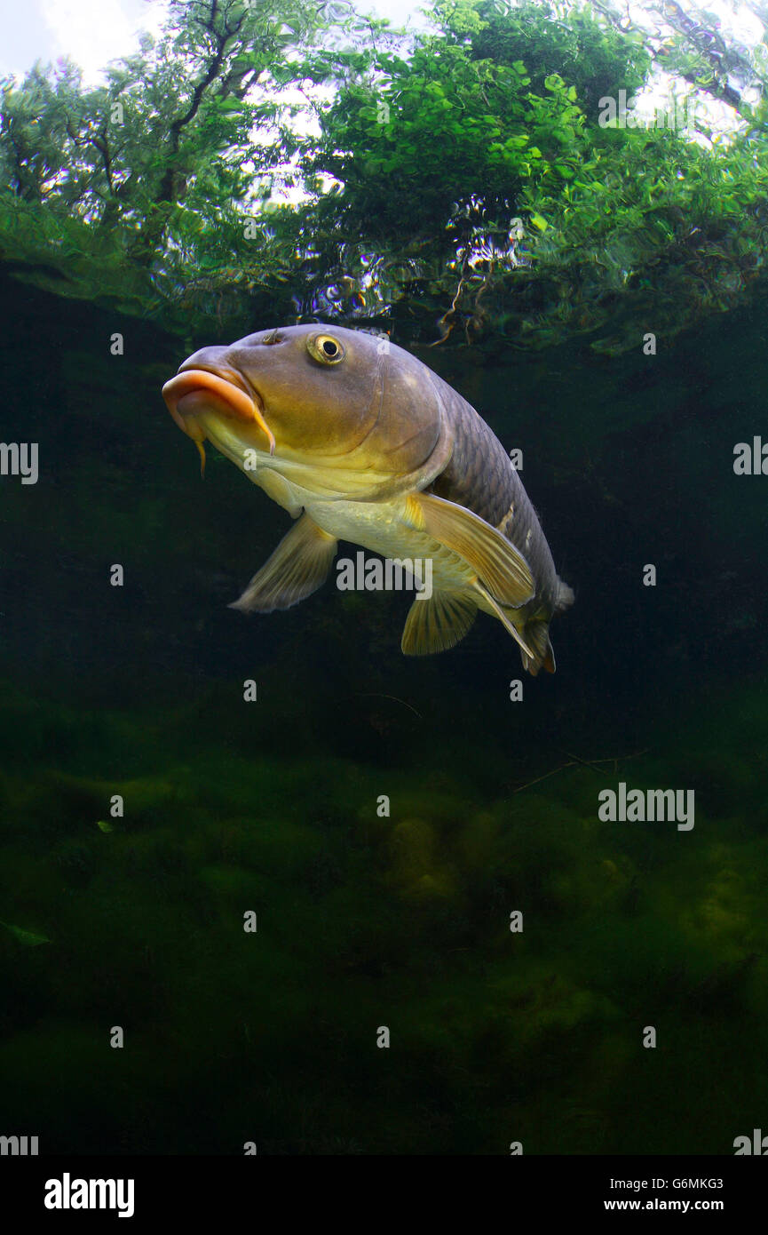 / La carpa (Cyprinus carpio) Foto Stock