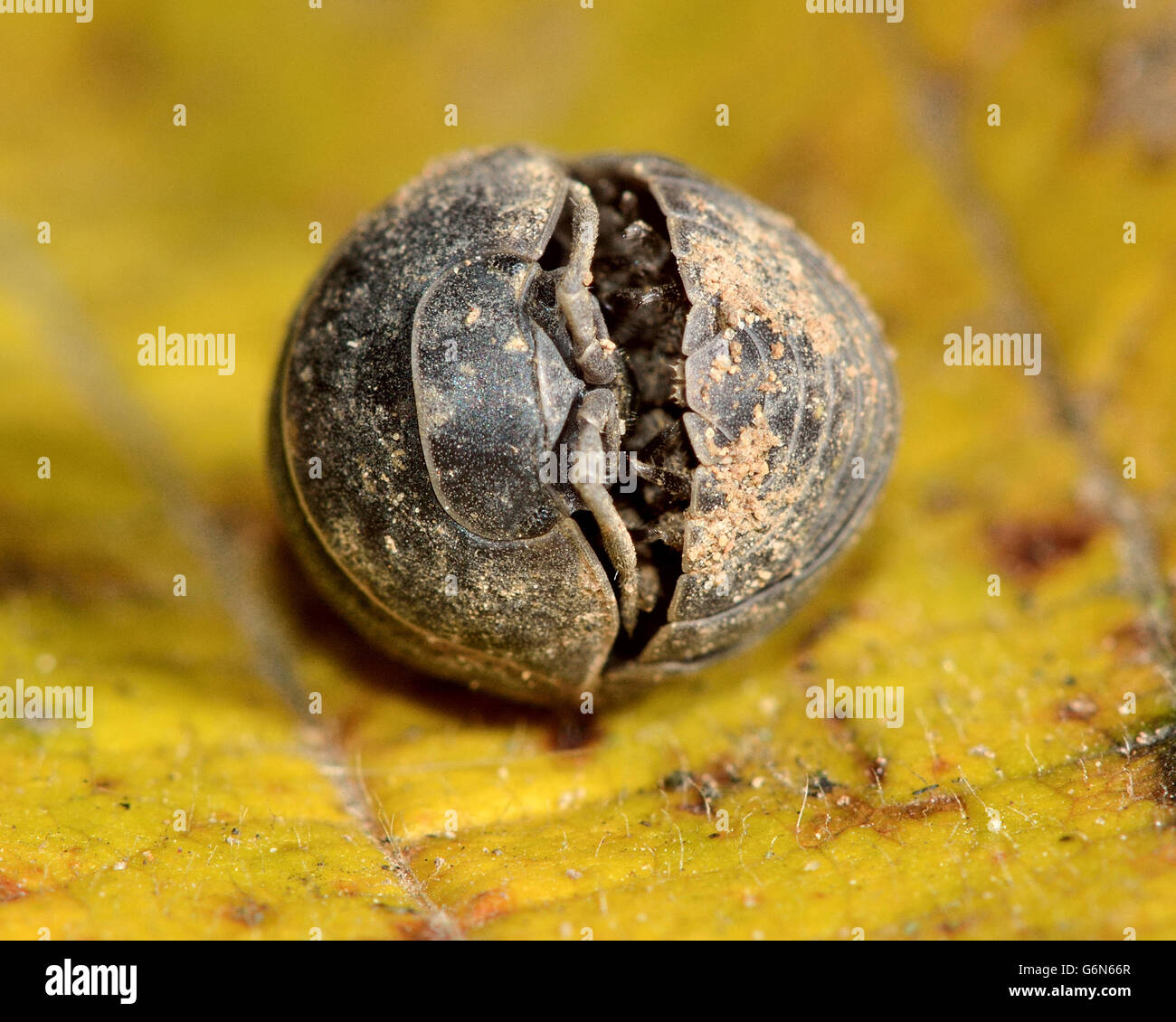 Armadillidium depressum woodlouse rannicchiato nella sfera. Crostaceo terrestre in una sfera difensiva, nel familiy Armadillidiidae Foto Stock
