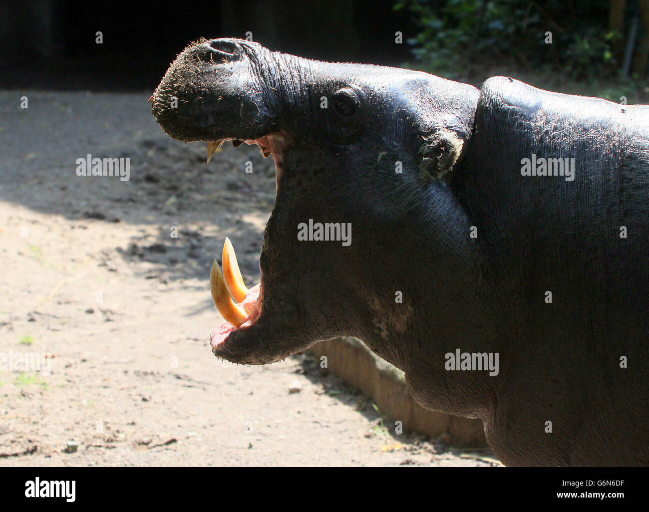 Africa occidentale di Ippopotamo pigmeo (Hexaprotodon liberiensis, Choeropsis liberiensis) Foto Stock