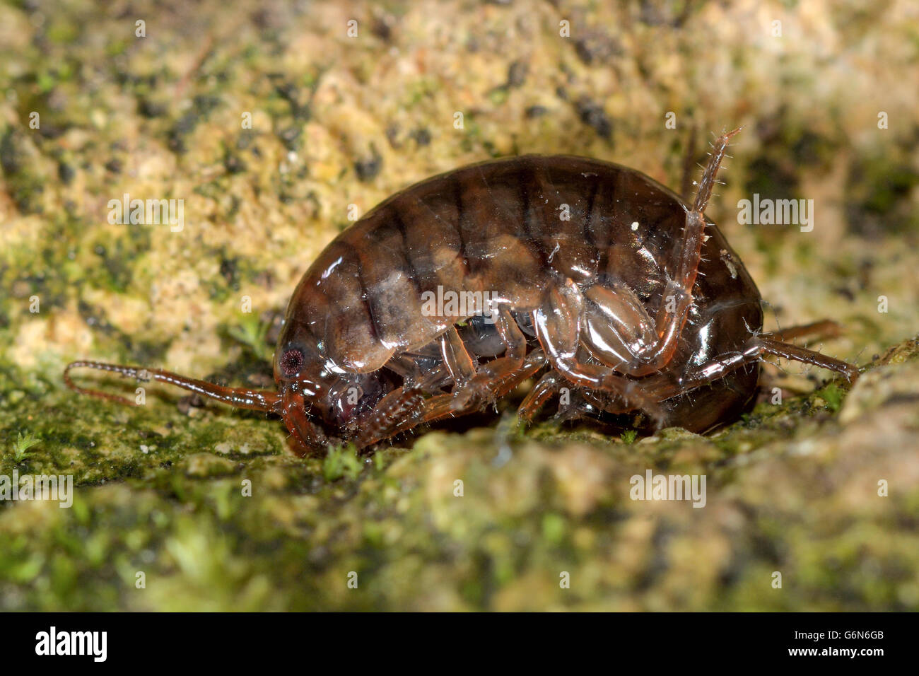 Landhopper (Arcitalitrus dorrieni). Un australiano specie introdotte in Gran Bretagna e in Europa, nella famiglia Talitridae Foto Stock