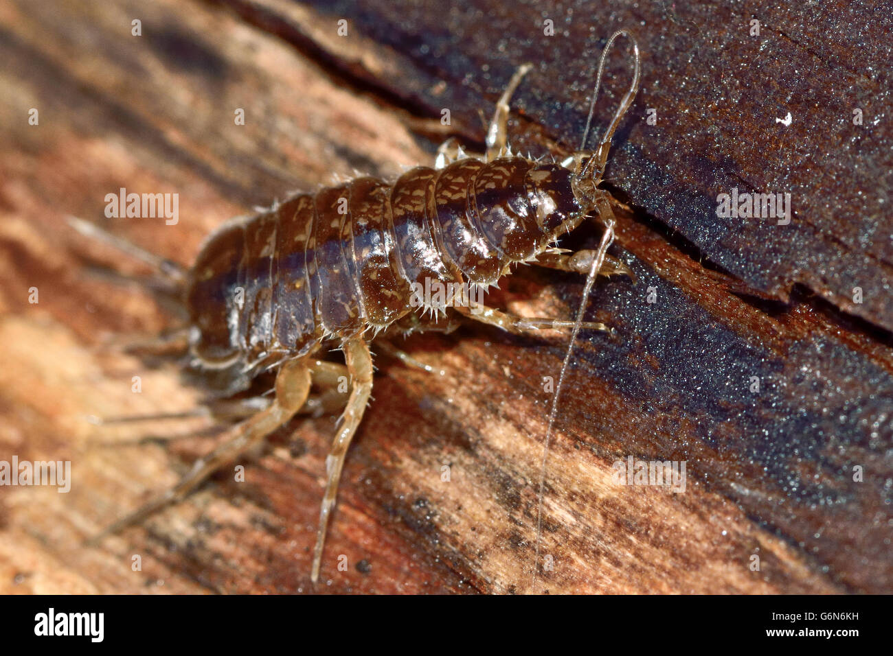 Due macchie di acqua (pidocchio Asellus aquaticus). Abbondante acqua dolce acquatici crustaceae, nella famiglia Asellidae Foto Stock