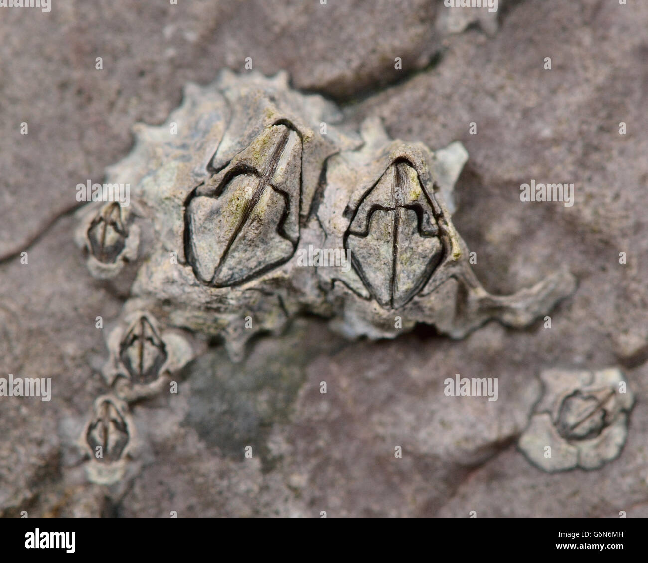 Acorn barnacle (Semibalanus balanoides). Cluster di crostacei sulle rocce sulla costa britannica, in famiglia Archaeobalanidae Foto Stock