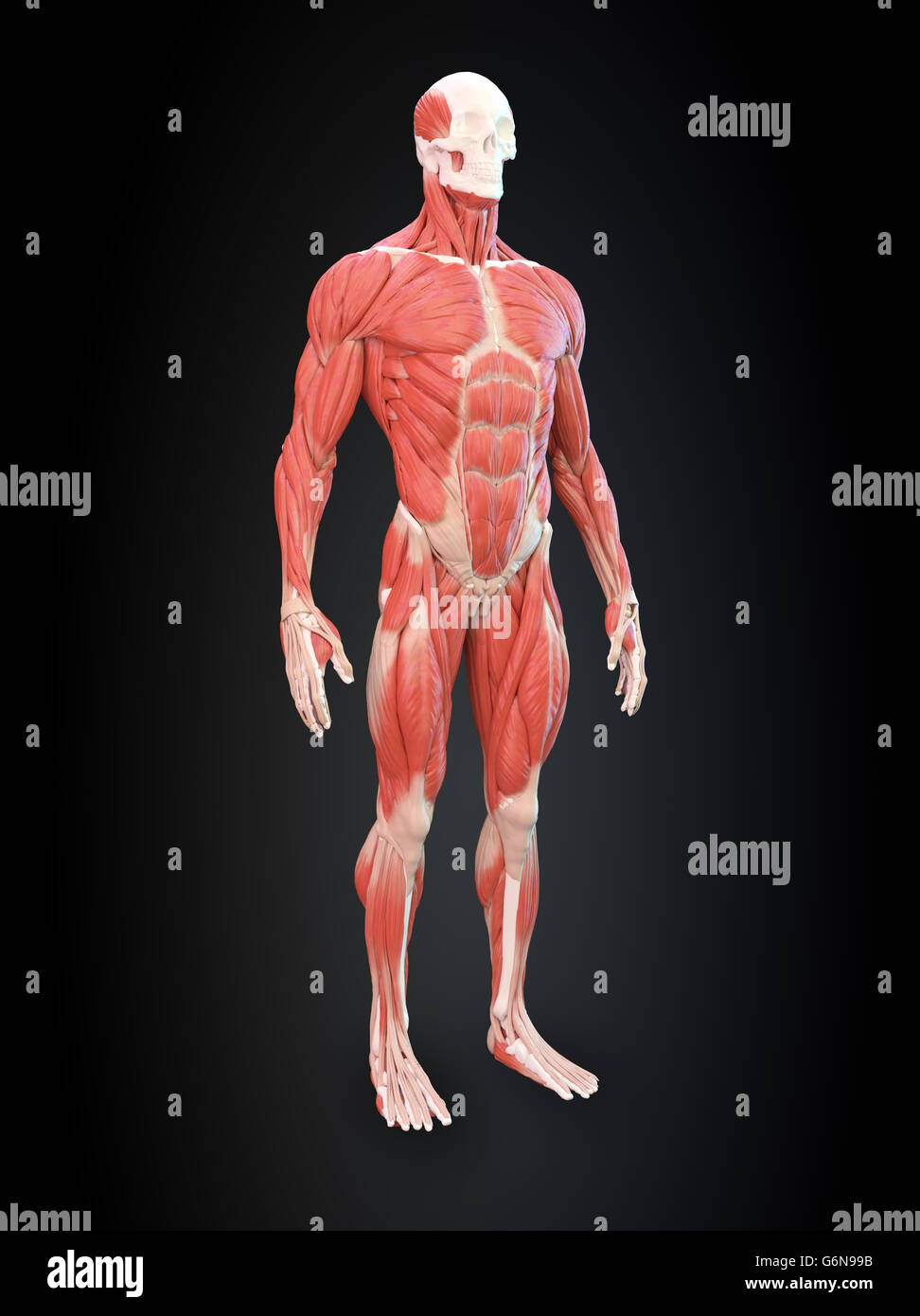 Muscolo dettagliata anatomia umana illustrazione Foto Stock