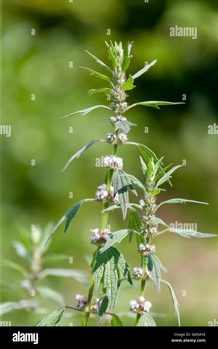 Motherwort Foto Stock