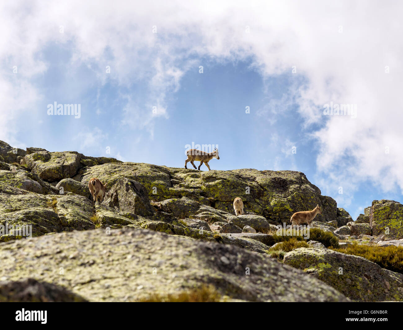 Spagna, Sierra de Gredos, ibex in montagna Foto Stock