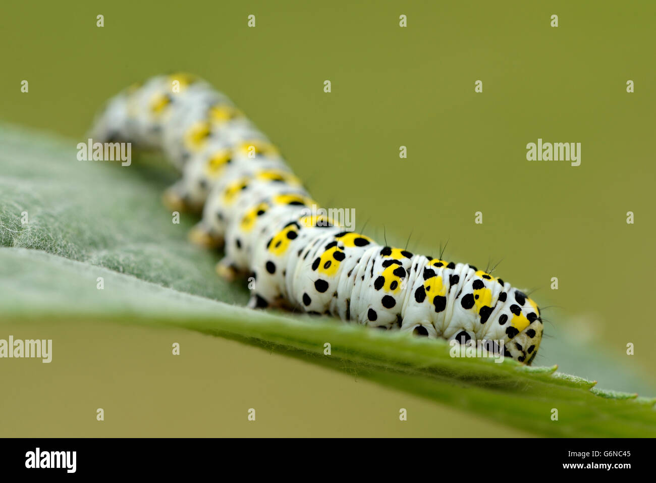 Caterpillar di Mullein moth su una foglia Foto Stock