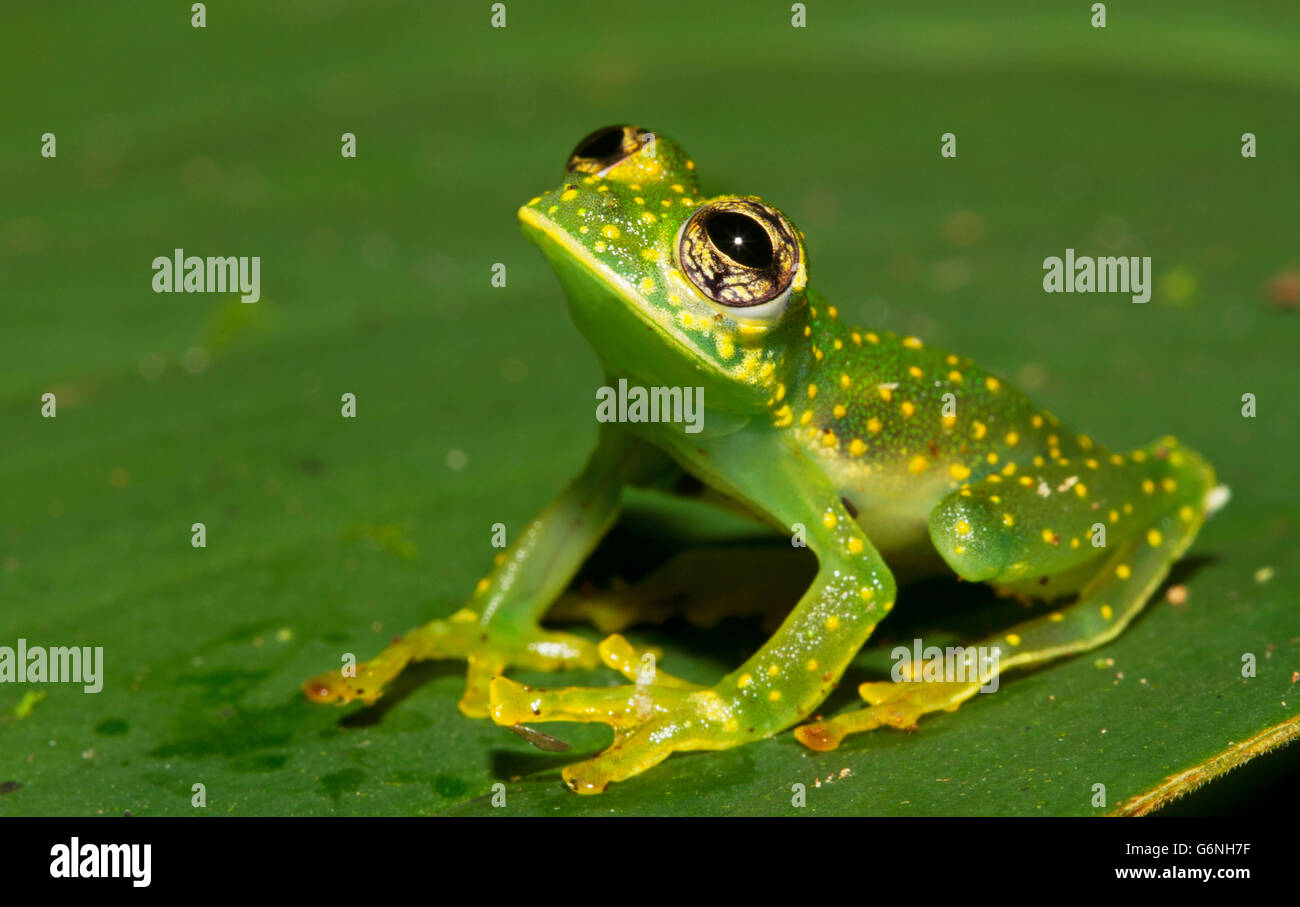 Rana di vetro (Cochranella albomaculata) girato in Costa Rica Foto Stock