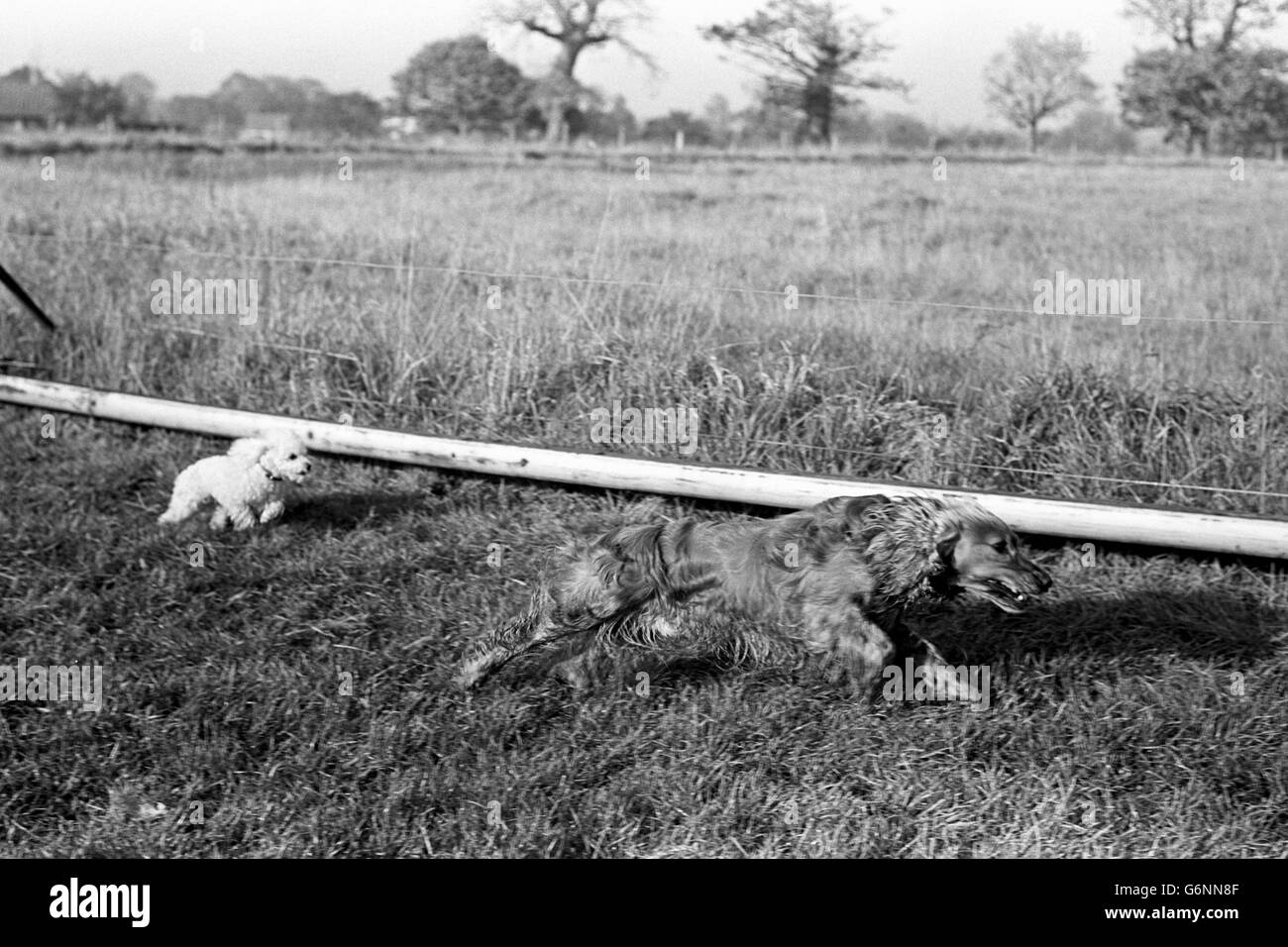 Squire, uno spaniel di cocker di 3 anni, corre 4 anni di giocattolo poodle Sparky sulla pista privata del loro proprietario. Bill Warner di Thorington, vicino a Colchester, treni levrieri, ma lascia anche i suoi cani domestici avere un andare sul corso. Foto Stock