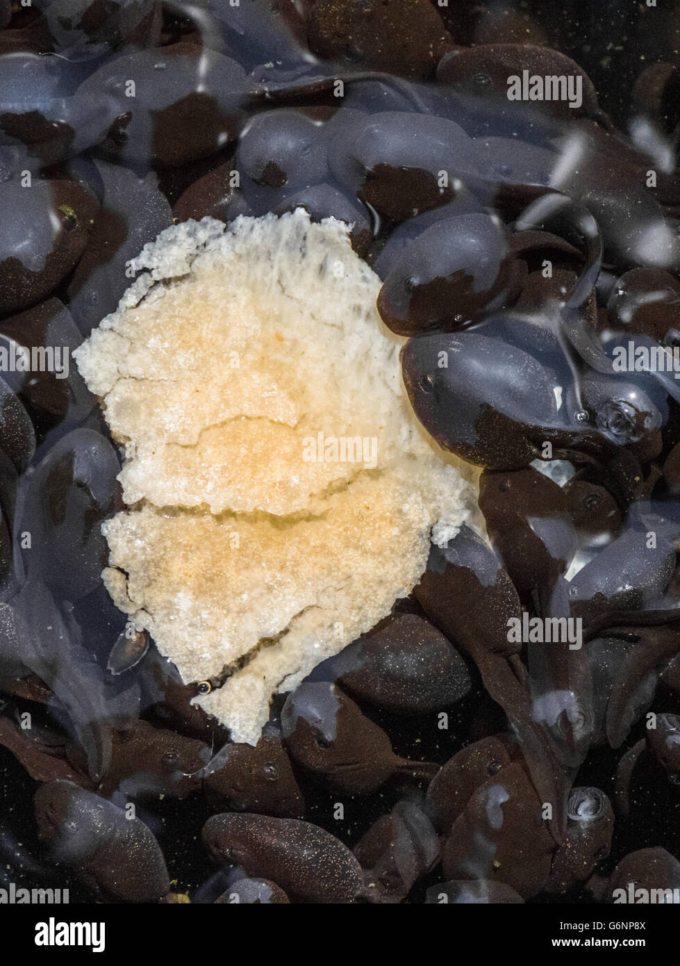 Rana girini di mangiare una piccola isola di pane. Foto Stock