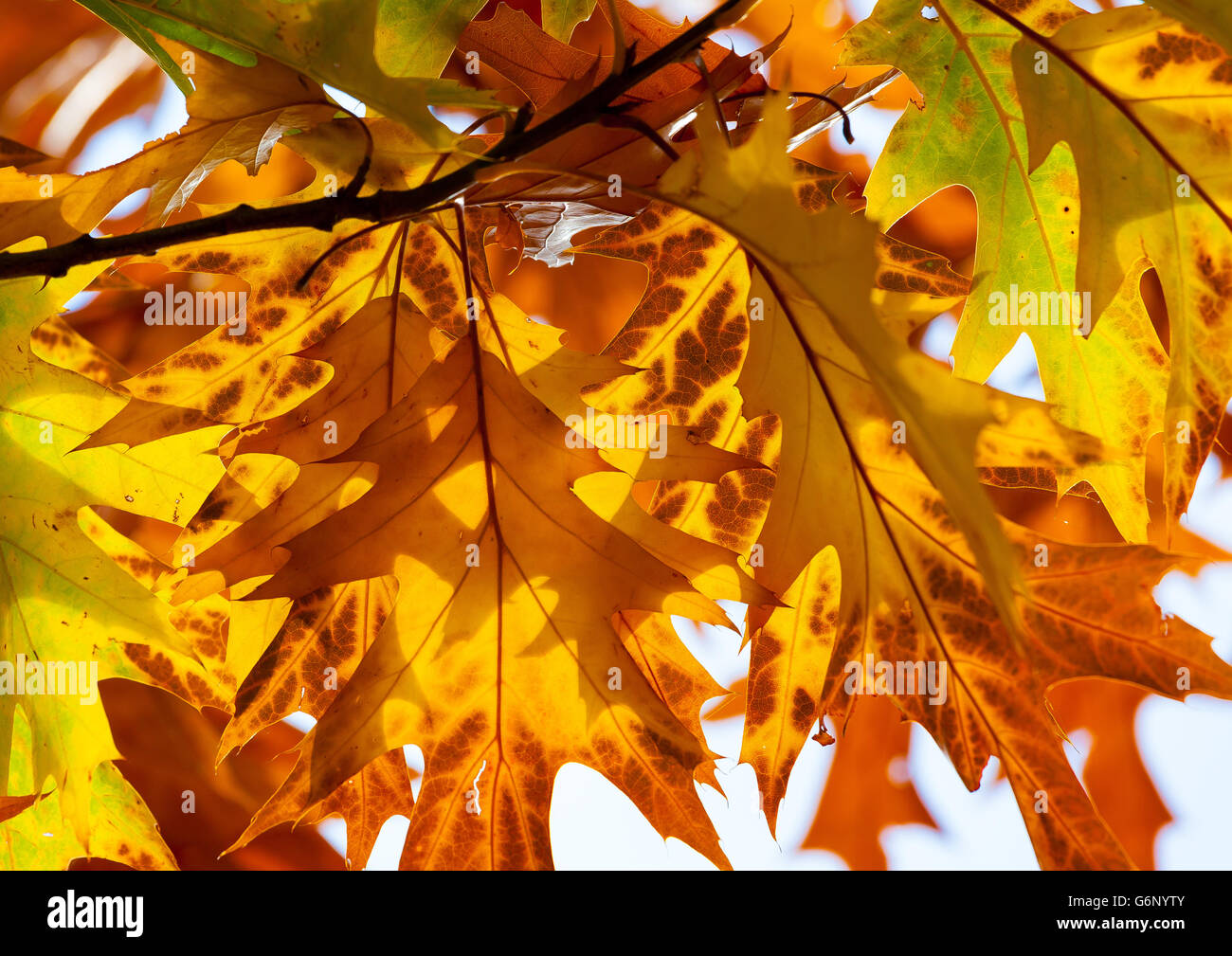 Sole che splende attraverso il golden autunno cadono le foglie Foto Stock