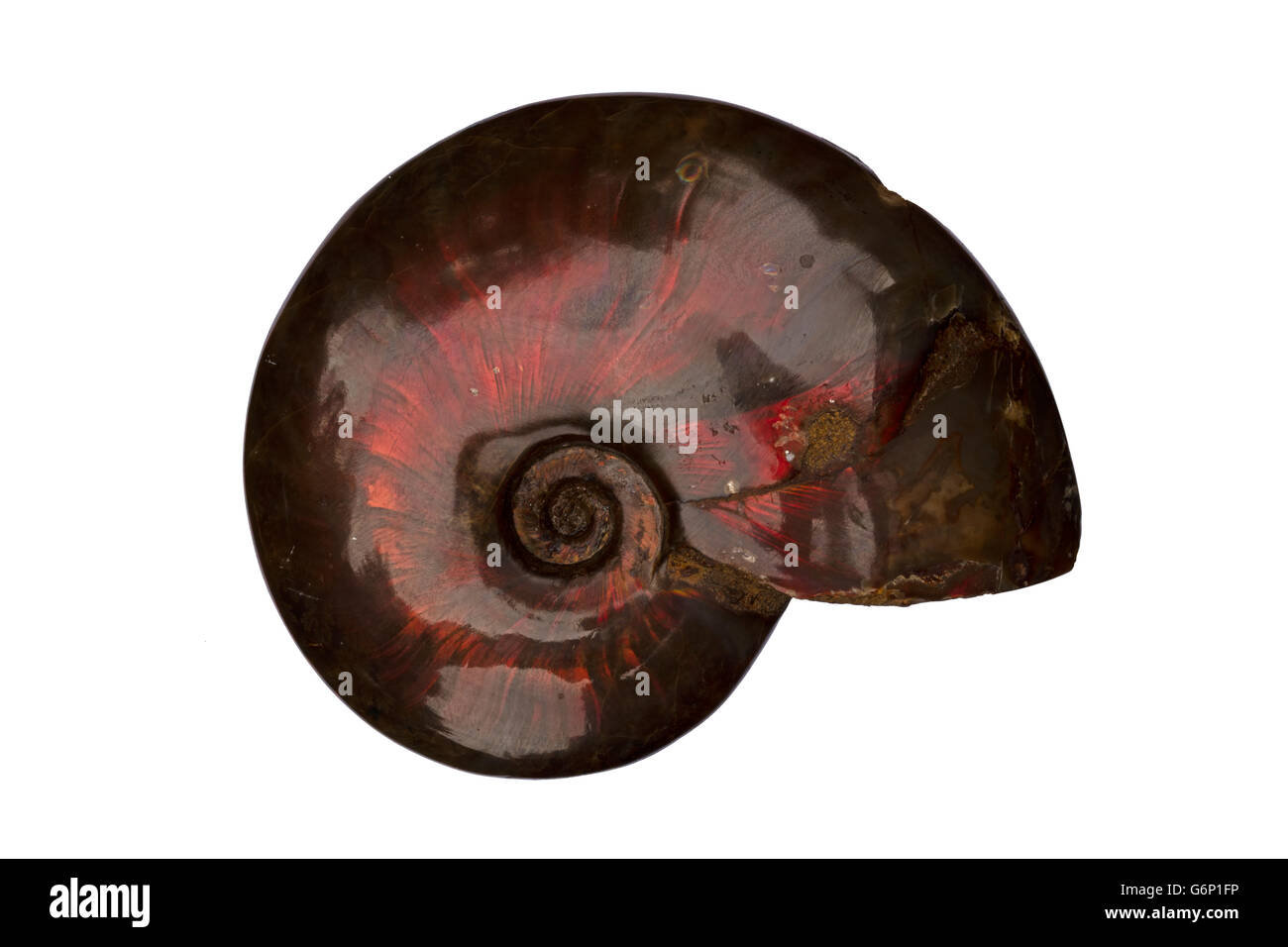 Ammonita fossili, Cleoniceras besairei, Cretaceo inferiore, Mahajanga, Madagascar Foto Stock