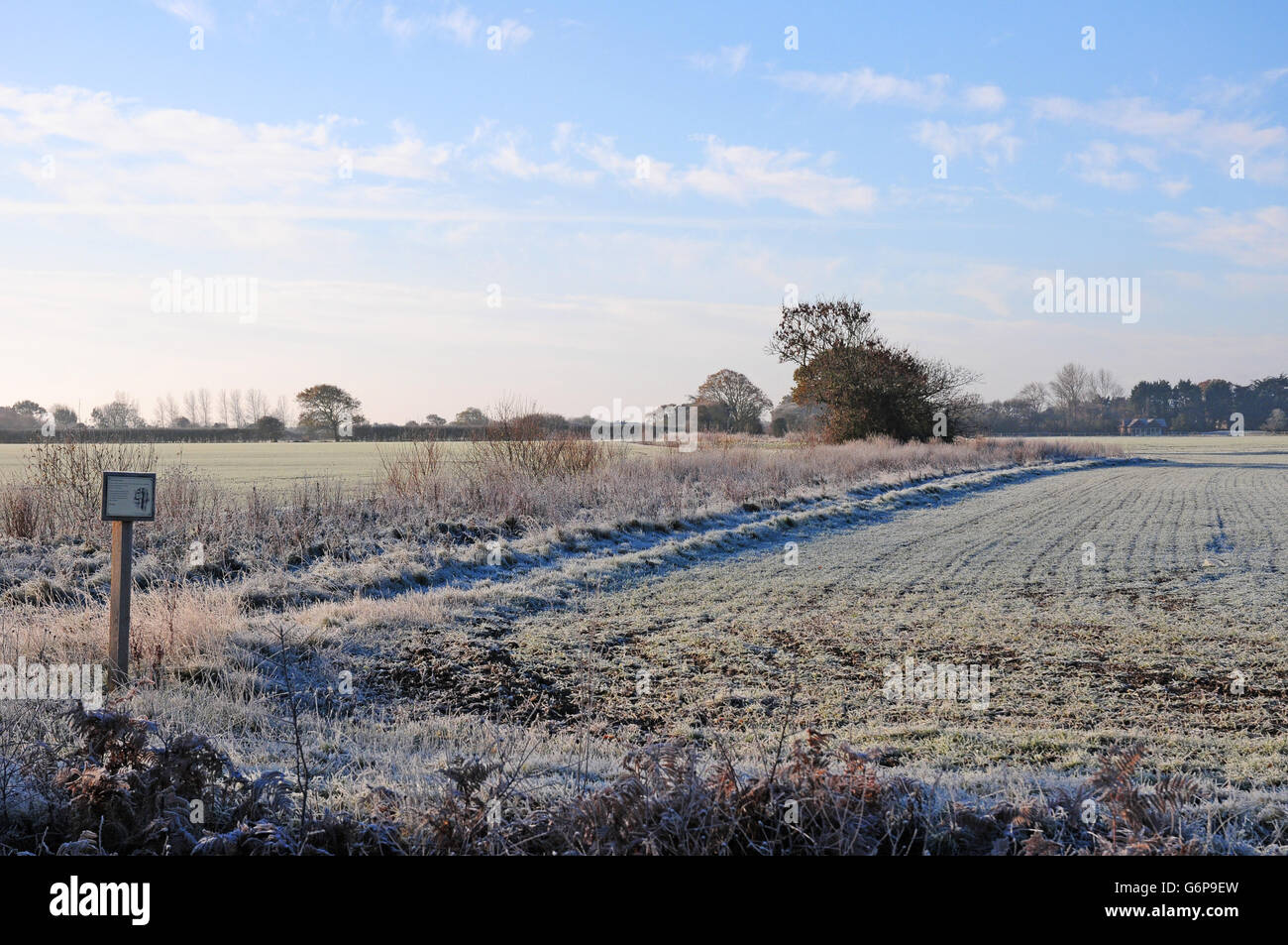 Margine di campo accantonati per la fauna selvatica. Frosty mattina. Foto Stock