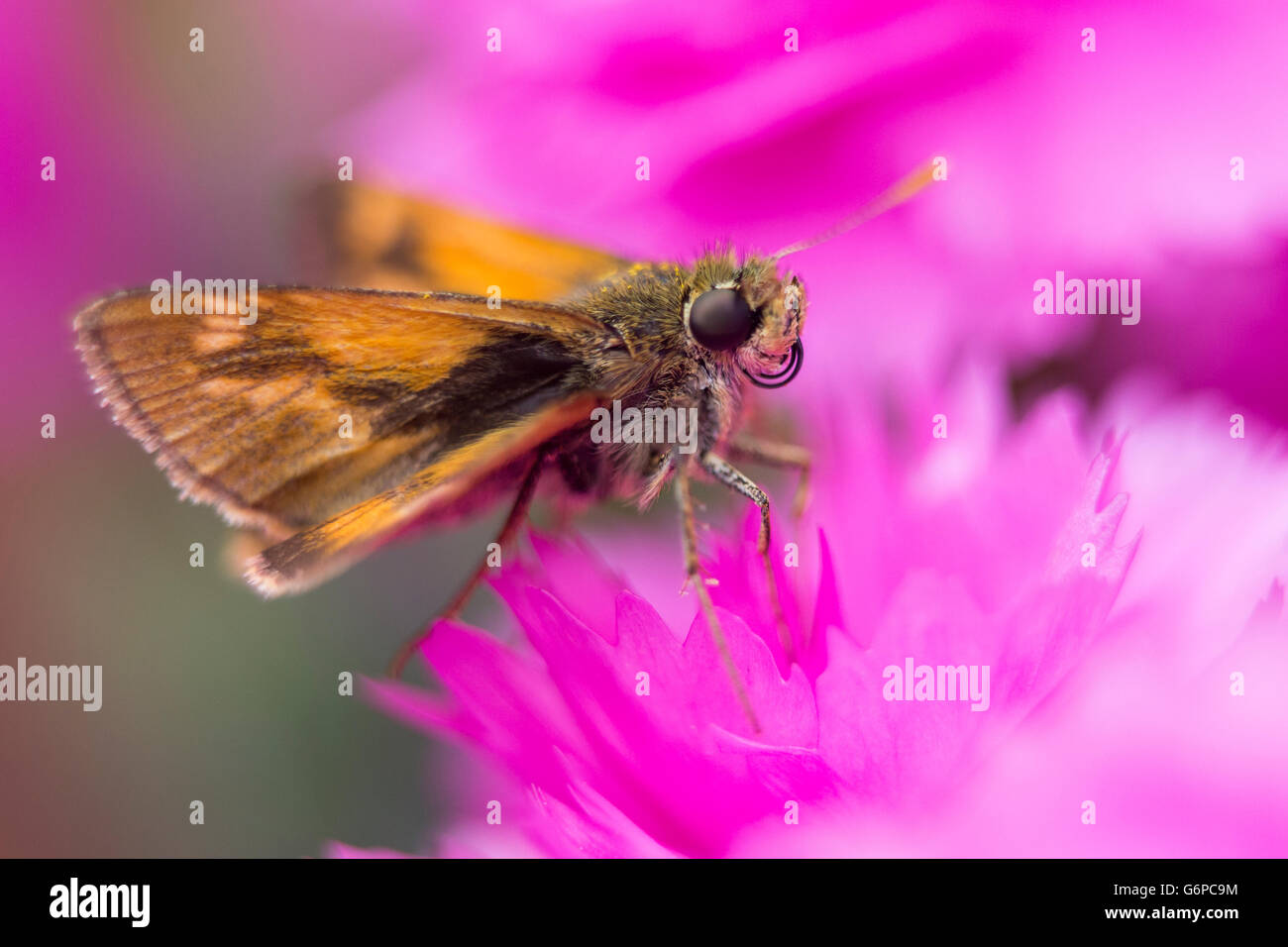 Skipper Hobomok butterfly (Poanes hobomok) sul fiore rosa Foto Stock