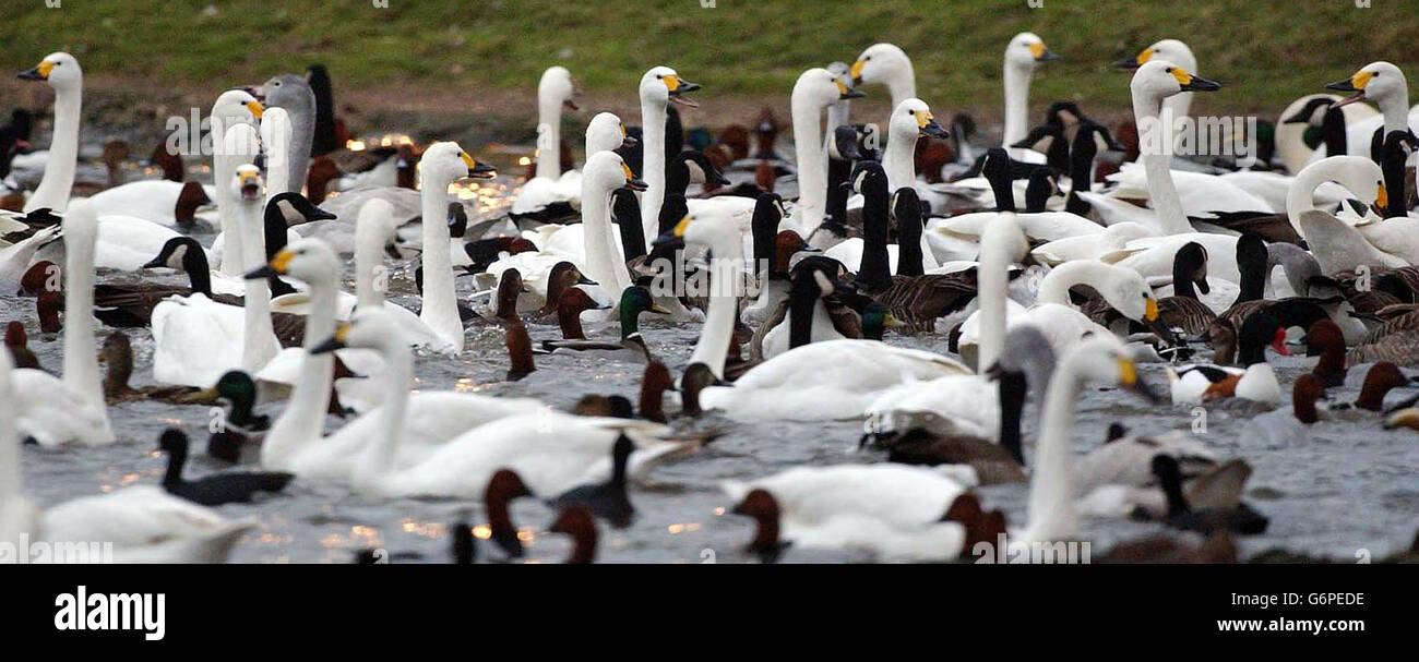 Gli Swans di Bewick si nutrono al Wildfowl e al Wetlands Trust, Slimbridge, Gloucestershire. Gli uccelli migrano 2,000 miglia dalla Russia artica per trascorrere l'inverno a Slimbridge ogni anno. Il primo Bewick's è arrivato a metà ottobre e ora numero oltre 300. Foto Stock