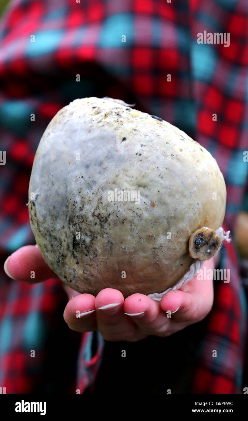 Rebecca Stapley, di 26 anni, curatrice del museo della casa natale di Robert Burns vestita in costume del 18° secolo mentre pratica haggis hurling a Burns Cottage prima del concorso "Alloway 1759 Haggis Hurling Competition 2014". Foto Stock