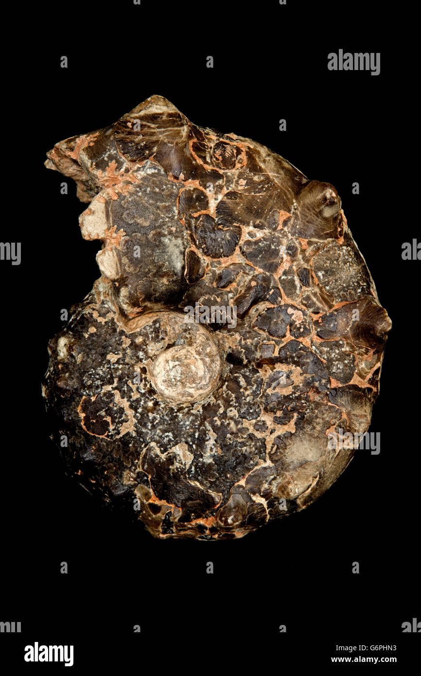 Ammonita fossili Surriceras Sp. Cretaceo Marocco, estinto invertebrati marini Foto Stock