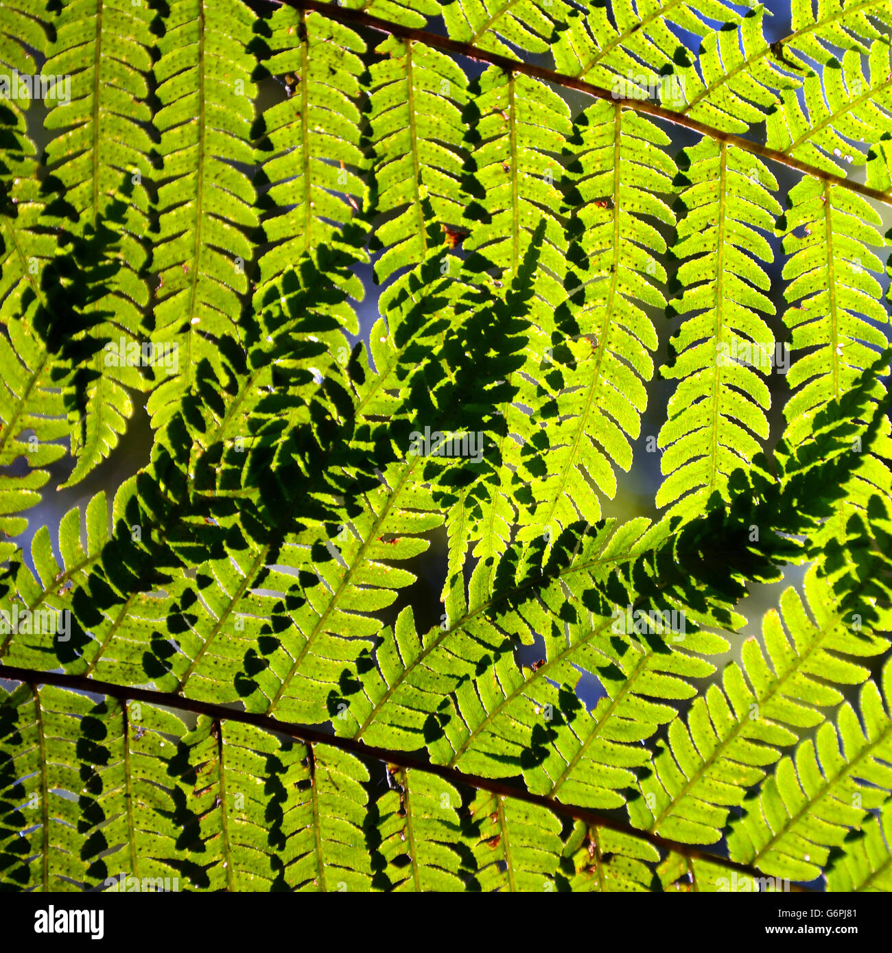Bright Green Tree australiano fern (Dicksonia) foglie (fronde) retroilluminati da luce solare Foto Stock
