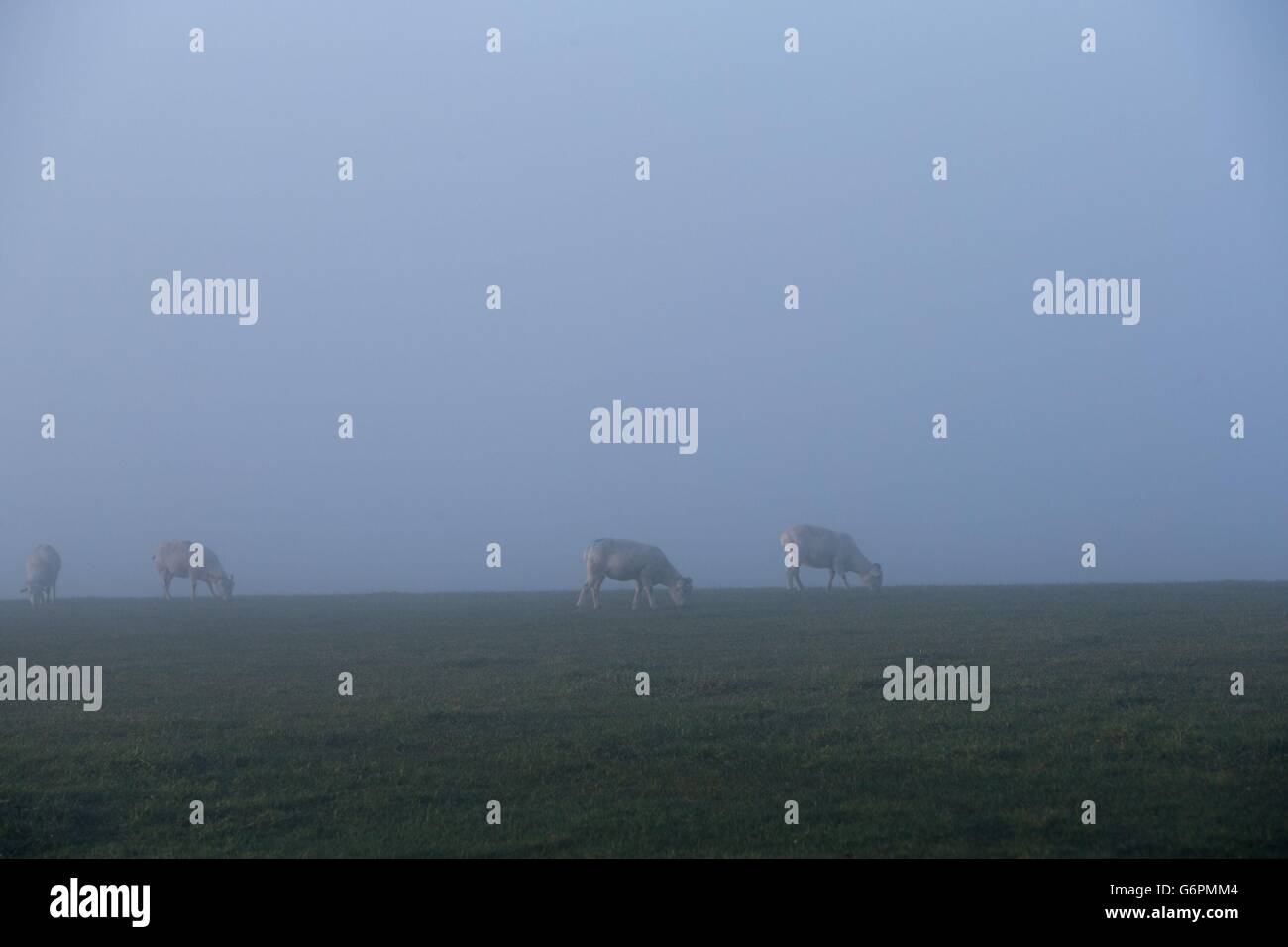 Una nebbia invernale sulle colline vicino a Gatcombe Park in Gloucestershire. Foto Stock