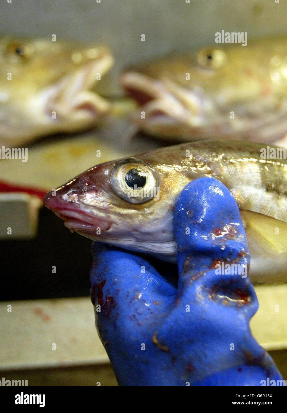 Industria della pesca scozzese Foto Stock