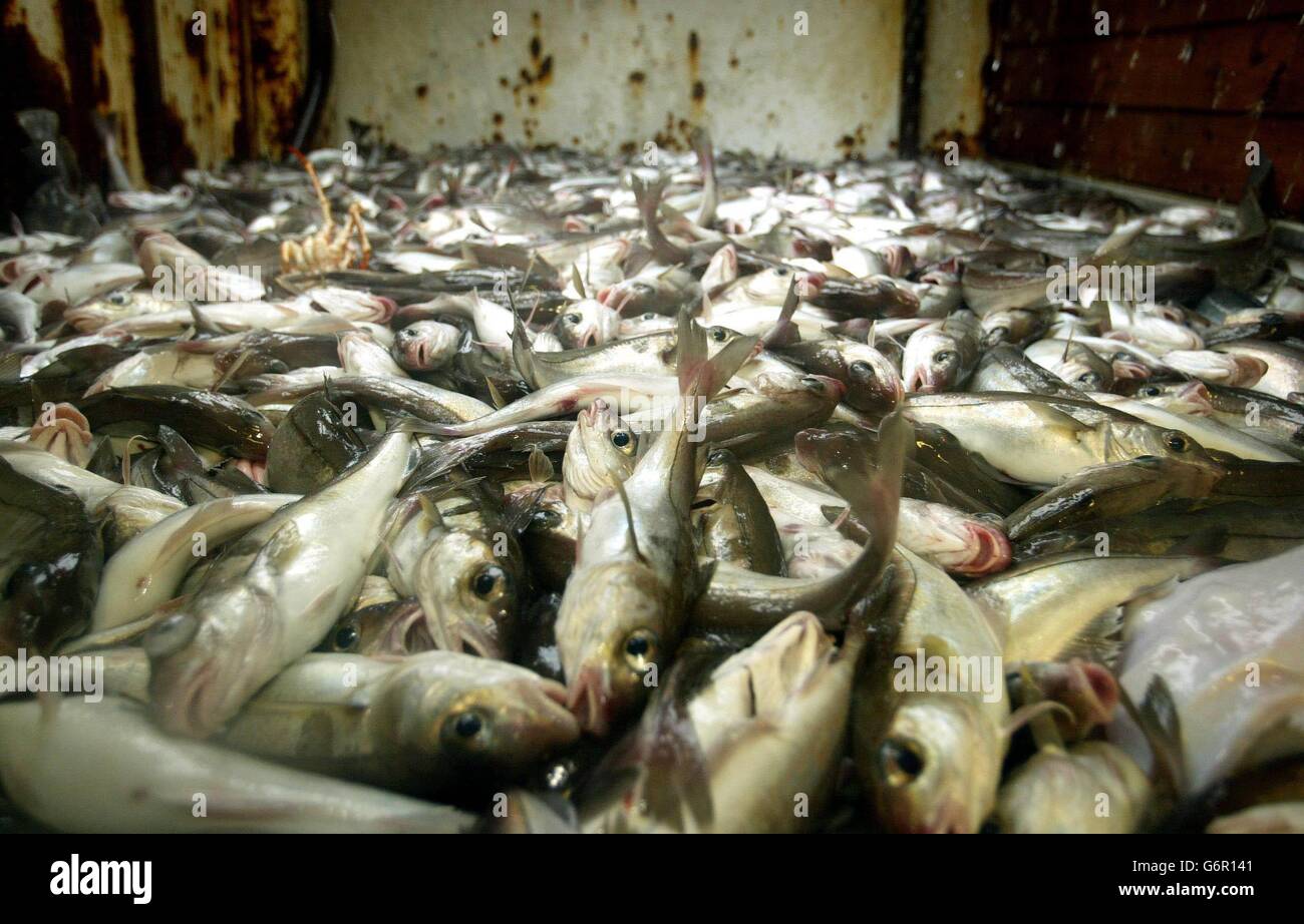 Industria della pesca scozzese Foto Stock