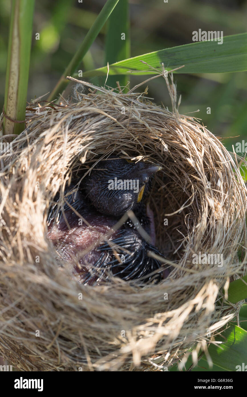 Cuculo comune, capretti in nido di Reed trillo, Schleswig-Holstein, Germania (Cuculus canorus) Foto Stock