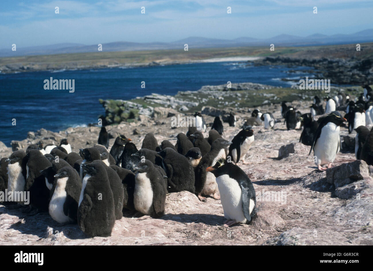 Pinguini saltaroccia, Isola di ghiaia, Isole Falkland / (Eudyptes chrysocome) Foto Stock