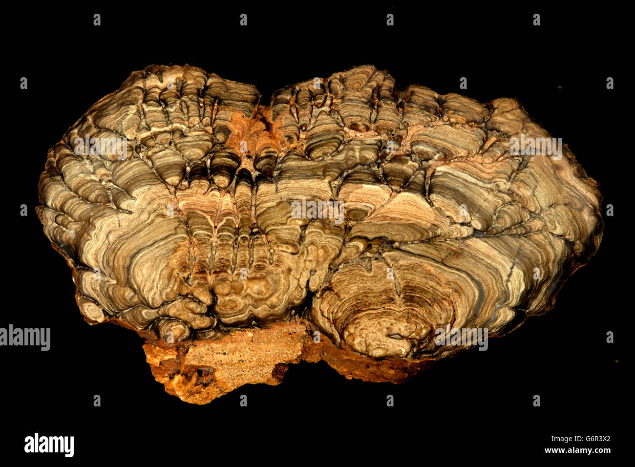 Collonius Reis stromatolite , Eocene medio era geologica, Laney membro del Green River formazione. Il Wyoming, circa 4 Foto Stock