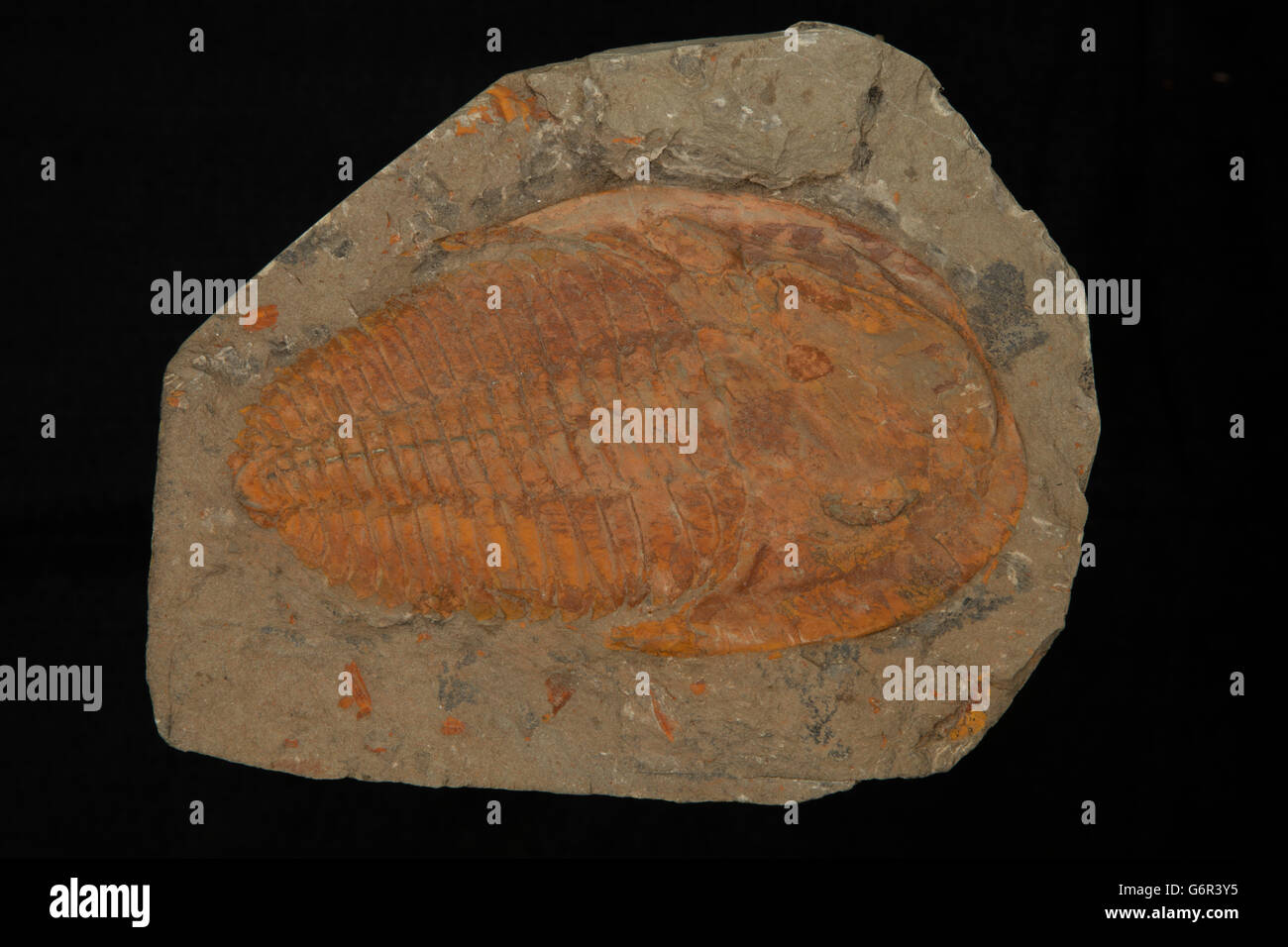 Fossile trilobata, Cambriano, Morrocco Foto Stock
