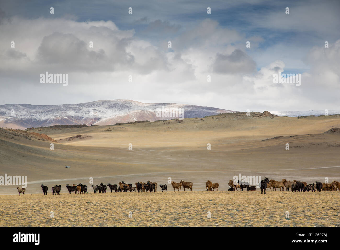 Le vacche nel paesaggio della Mongolia occidentale Foto Stock