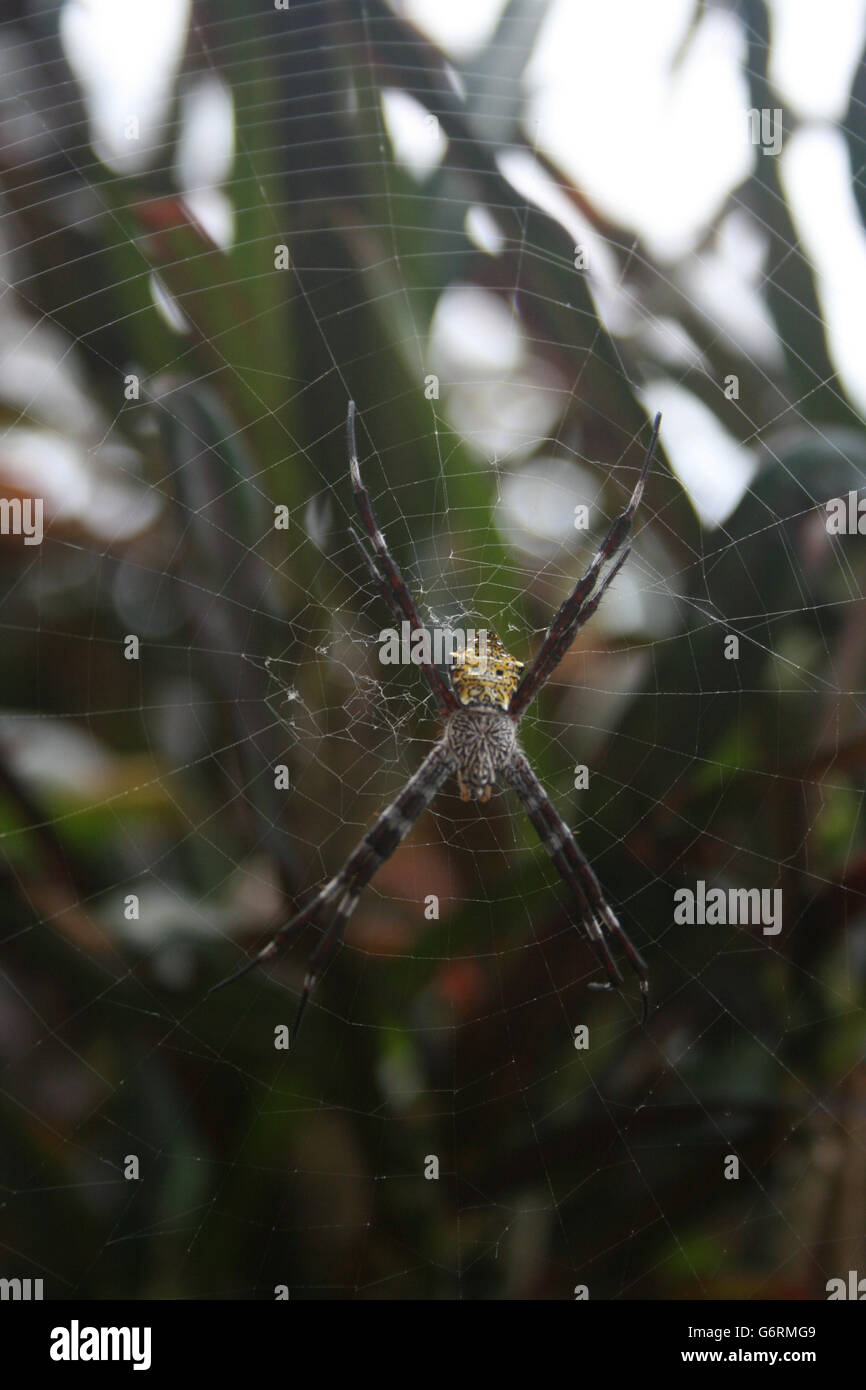 Nero e Giallo Giardino hawaiano Spider Foto Stock