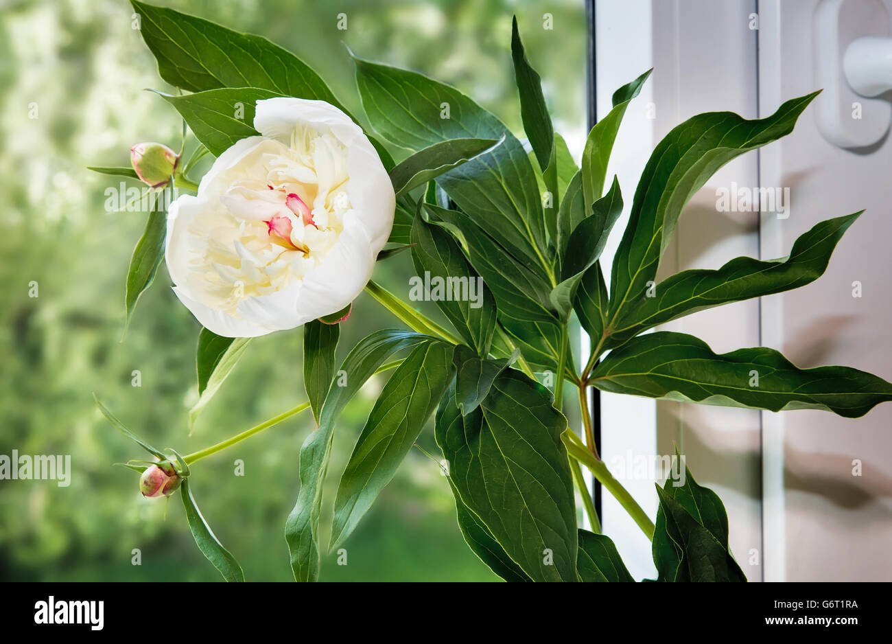 Sul davanzale della finestra è un vaso con il fiore della peonia bianca con foglie verdi. Foto Stock