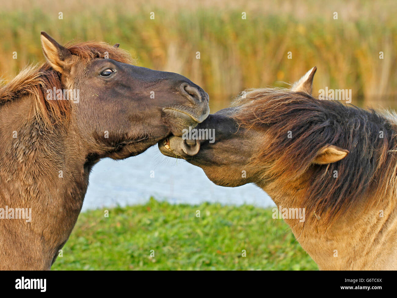 Konik cavalli selvaggi in Oostvaardersplassen riserva naturale in Olanda. Foto Stock