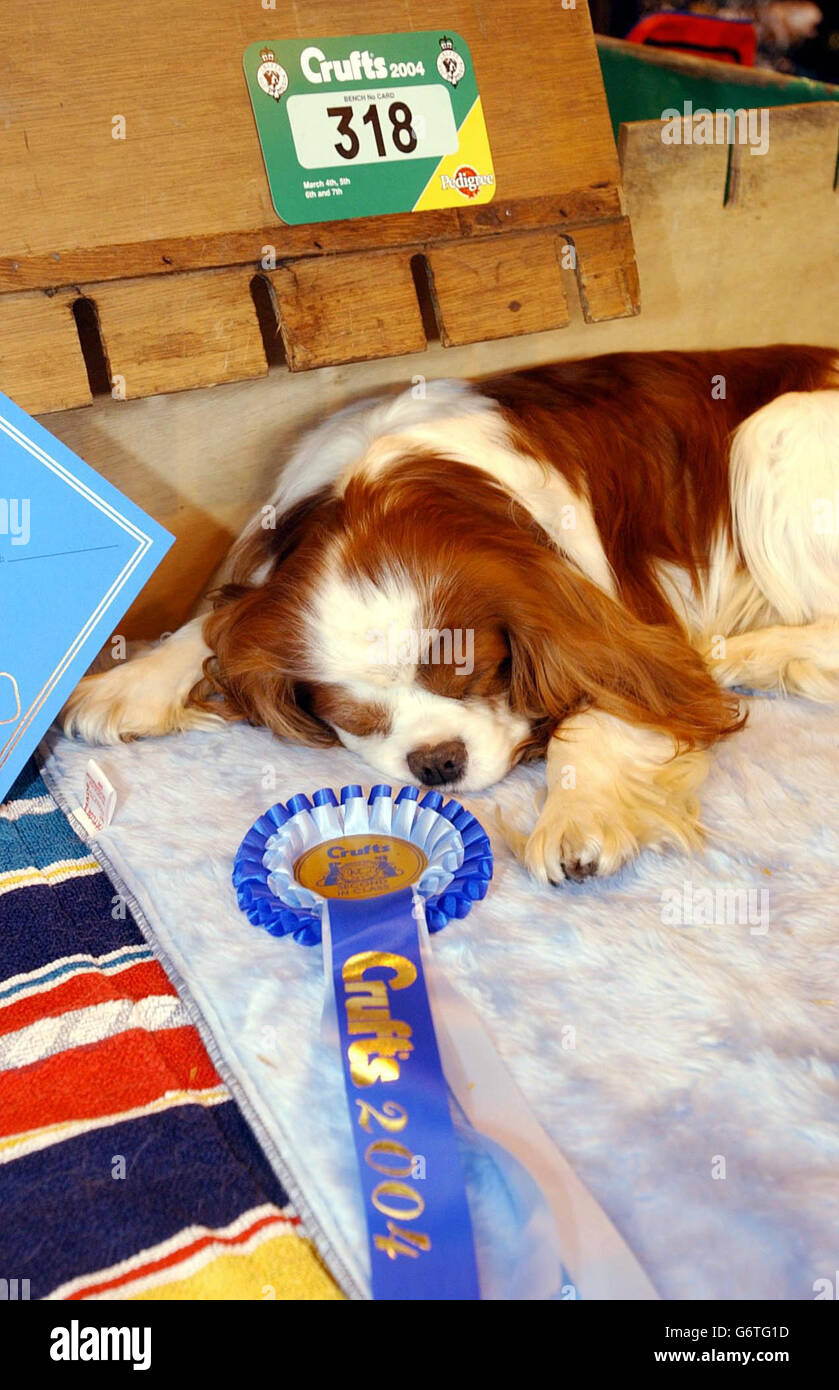 "Harry' Épagneul al Crufts Foto Stock