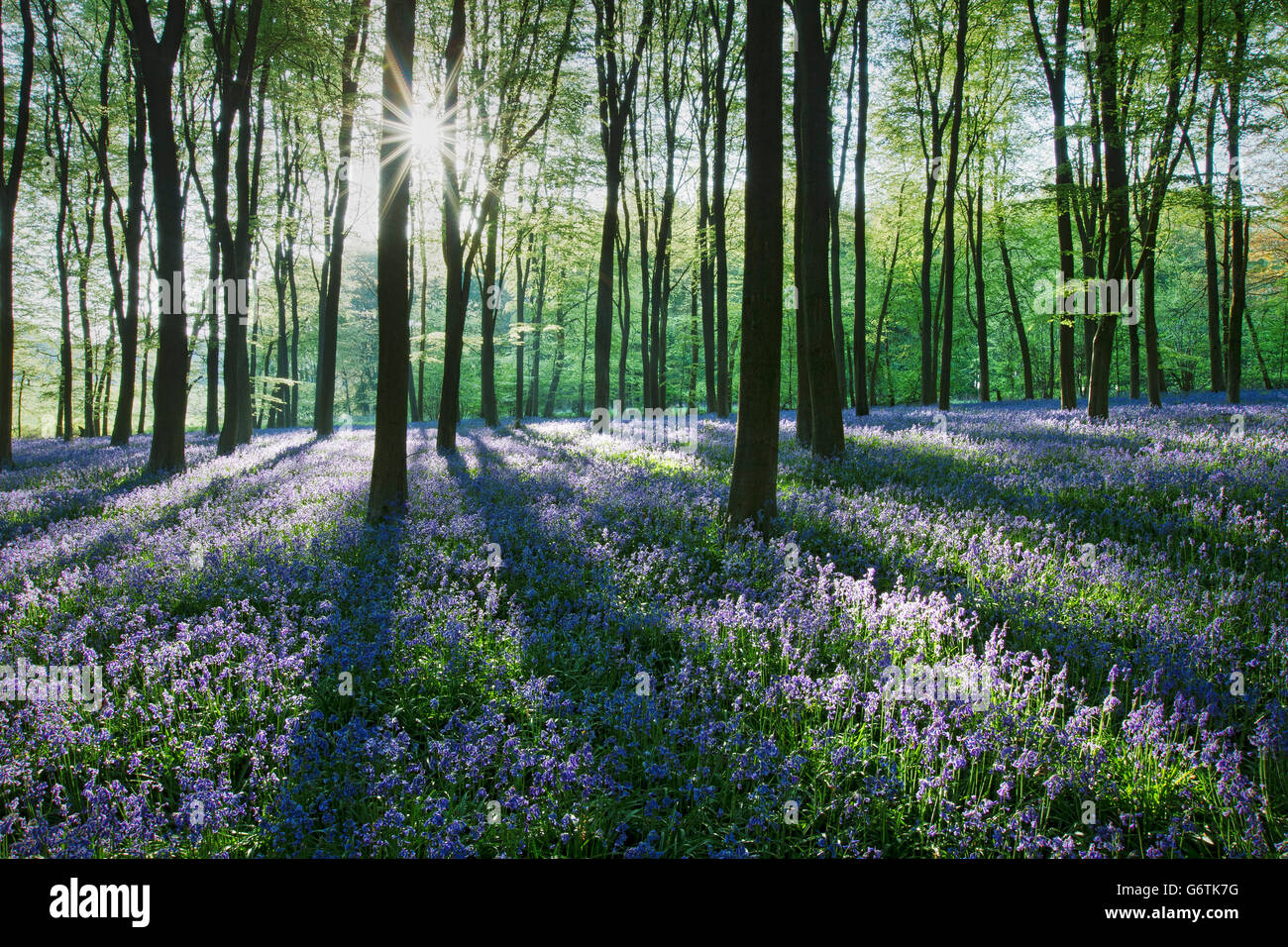 Un tappeto di bluebells (Endimione nonscriptus) in faggio (Fagus sylvatica) bosco, Micheldever boschi, Hampshire, Inghilterra, Regno Unito Foto Stock