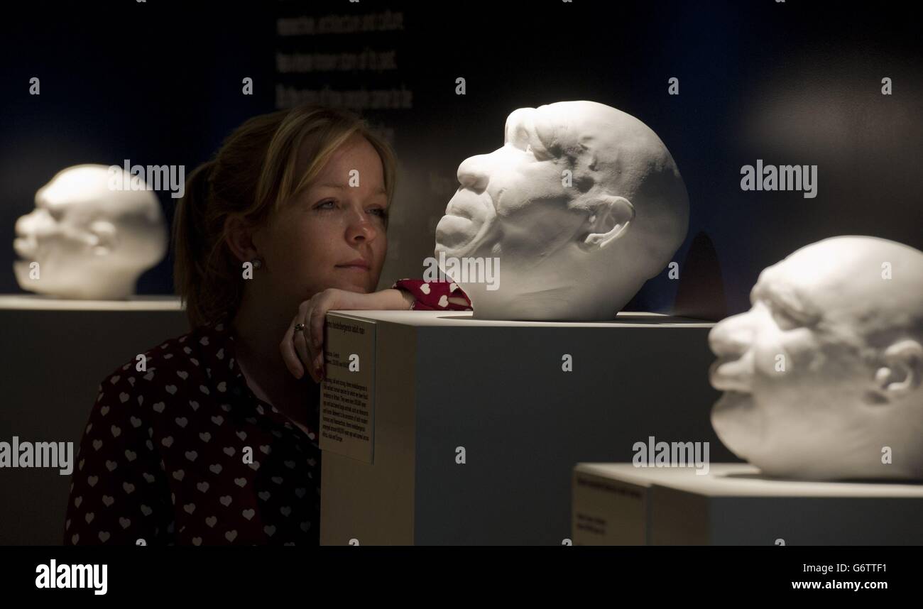 Un dipendente del Natural History Museum di Londra guarda i calchi di alcuni degli antenati della razza umana che vivevano nelle isole britanniche più di mezzo milione di anni fa, i calchi sono esposti ai musei 'Britain: Un milione di anni della mostra di storia umana che apre dal 13 febbraio al 28 settembre 2014. Foto Stock