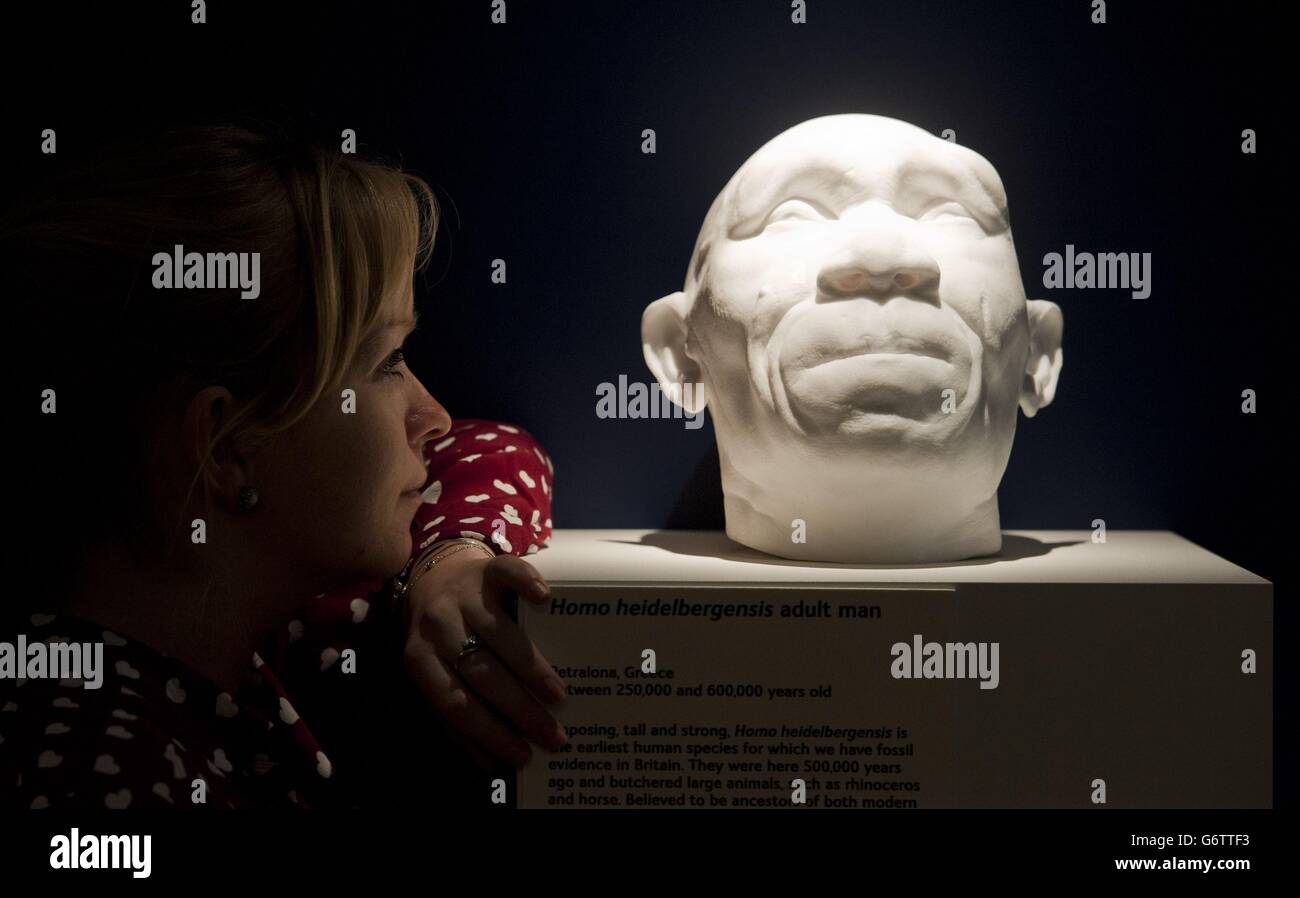 Un dipendente del Museo di Storia Naturale di Londra guarda i calchi di un maschio Homo heidelbergensis che esisteva in Gran Bretagna 600,000 anni fa, i calchi sono in mostra ai musei 'Gran Bretagna: Un milione di anni della Storia umana' mostra che apre il 13 febbraio fino al 28 settembre 2014. Foto Stock