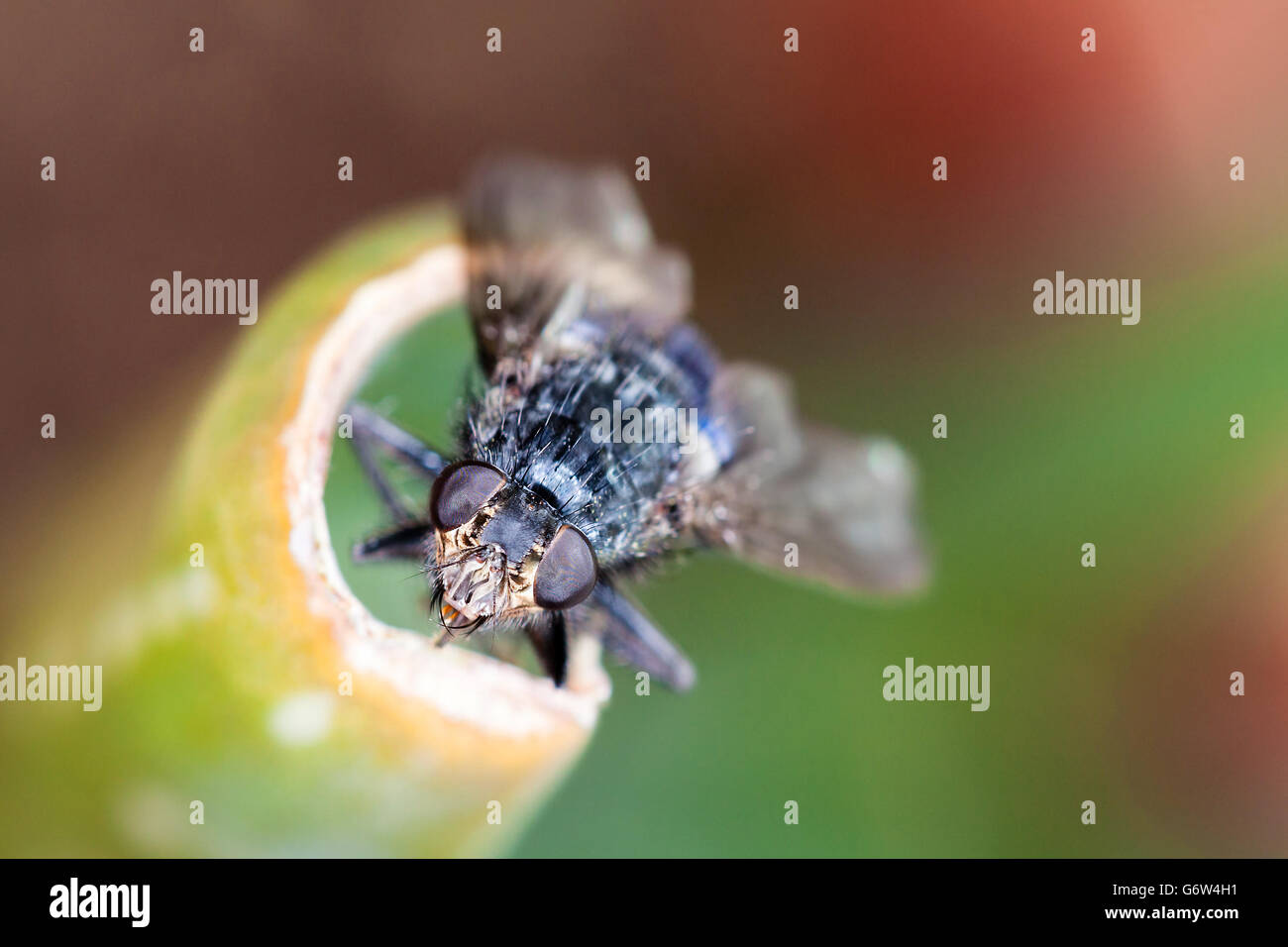 Macro colpo di testa di una casa di roditura volare su un impianto con gli occhi di dettagliate e caratteristiche del viso. Foto Stock