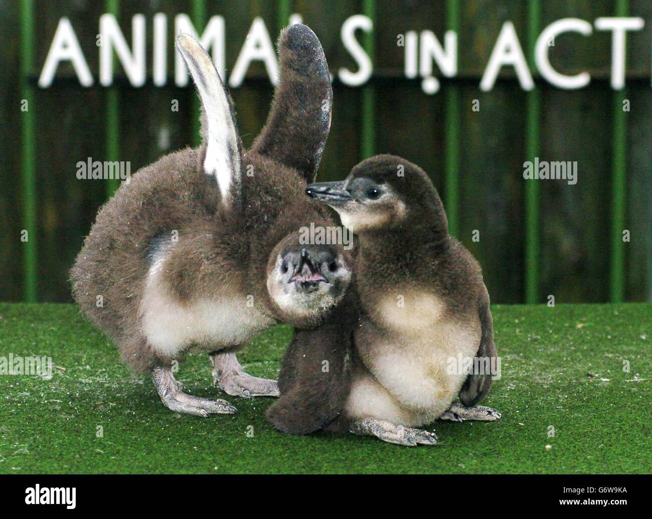 Due pulcini di pinguini dai piedi neri si snuggiscono insieme in un pomeriggio umido allo Zoo di Londra. I pulcini sono nati allo zoo di Londra a due giorni di distanza e hanno ormai quasi sette settimane. La coppia, ancora senza nome e senza sesso, viene allevata a mano dai custodi, poiché non si nutrono correttamente dai loro genitori. I pinguini sono originari della costa sud-occidentale dell'Africa. Foto Stock