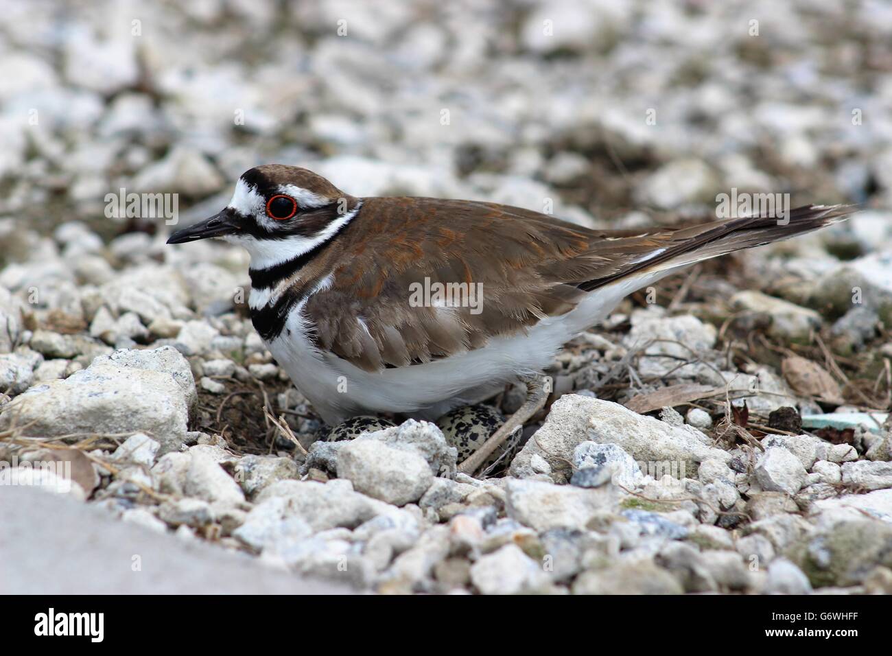 Killdeer nel nido con uova Foto Stock