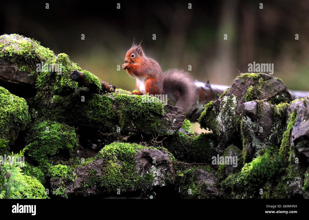 Uno scoiattolo rosso su un muro di pietra nella Foresta di Kielder, Northumberland. Foto Stock