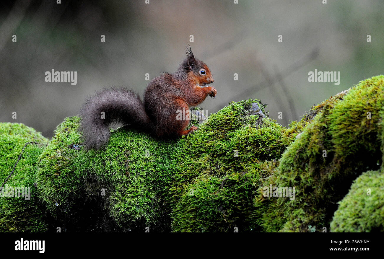 Uno scoiattolo rosso su un muro di pietra nella Foresta di Kielder, Northumberland. Foto Stock