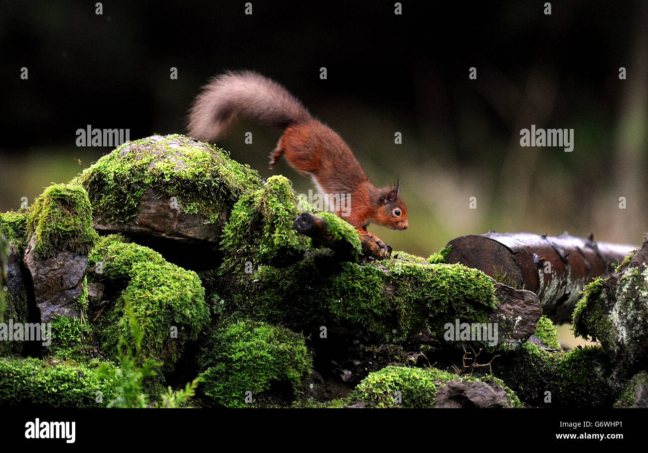 Uno scoiattolo rosso su un muro di pietra nella Foresta di Kielder, Northumberland. Foto Stock