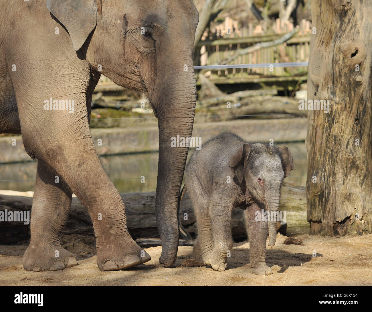 Un polpaccio indiano senza nome nel suo recinto allo zoo di Twycross, Warwickshire, nato nelle prime ore del martedì 4 marzo a 18 anni Noorjahan, una mandria di quattro elefanti indiani allo zoo, dopo una gravidanza di 22 mesi. Foto Stock