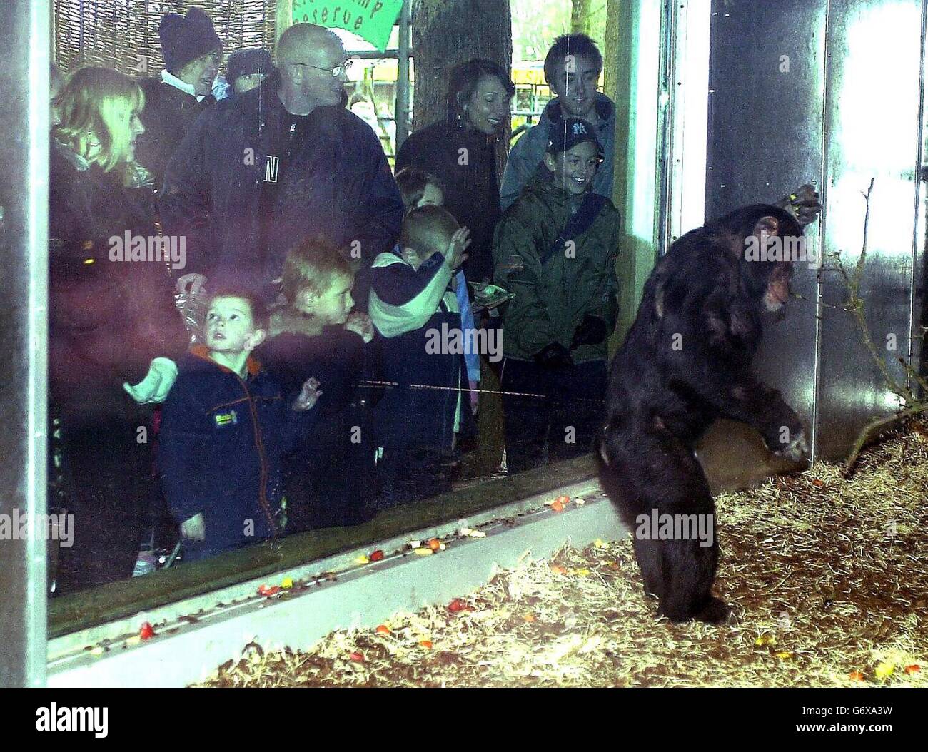 I visitatori si avvicinano a uno scimpanino che si gode la sua nuova casa, il nuovissimo "Chimpnasium" al Whipsnade Wild Animal Park nel Bedfordshire. Il 'Chimpnasium' è una vasta casa al coperto che offre una varietà di opportunità per oscillare, giocare, o dormire in amache. Le grandi aree di osservazione forniscono una favolosa prospettiva dell'area di gioco delle patatine, consentendo un vero e proprio incontro ravvicinato mentre si foraggano nella corteccia e pali di tronchi adiacenti alla finestra. Foto Stock