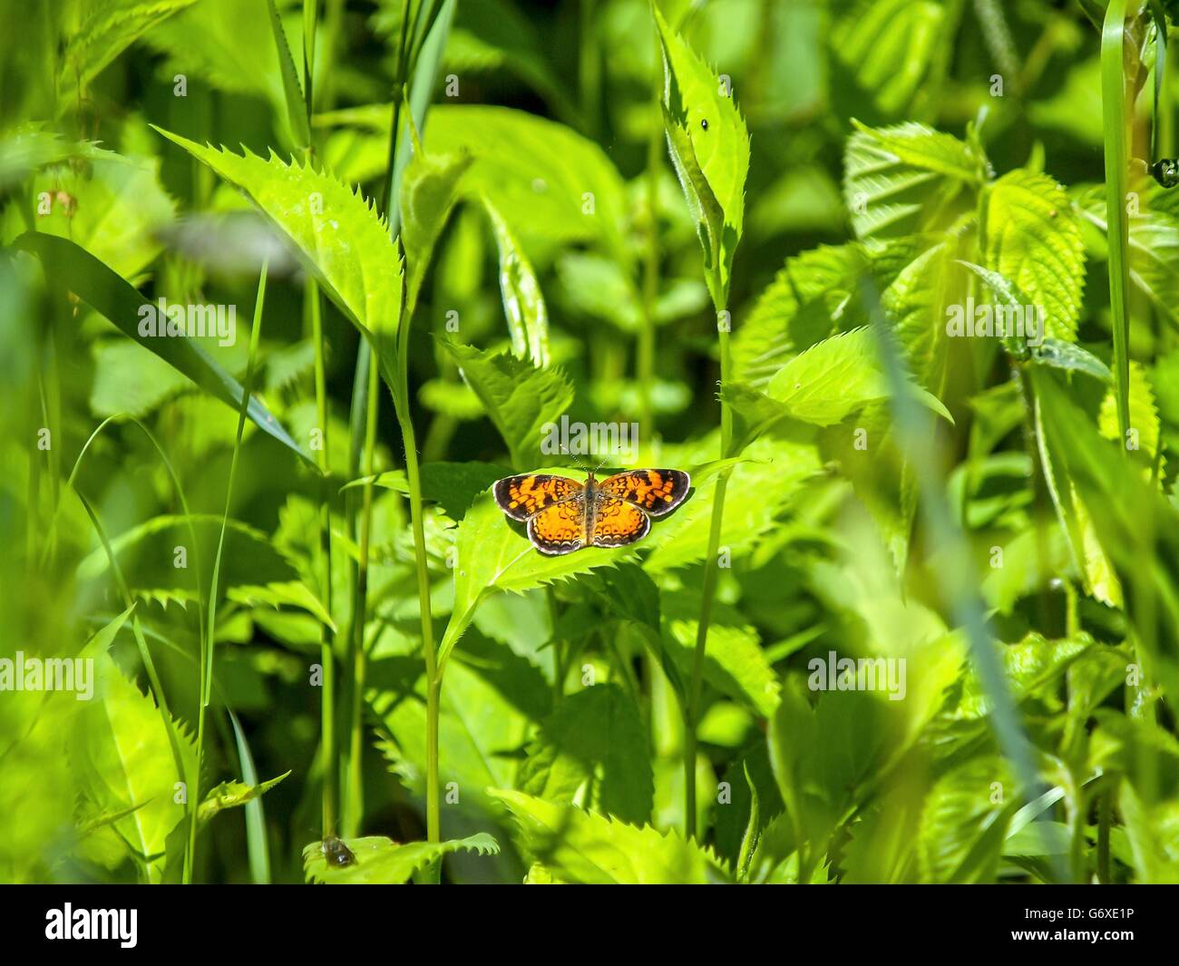 Farfalla arancione su una foglia verde accanto a un Riverbed Foto Stock