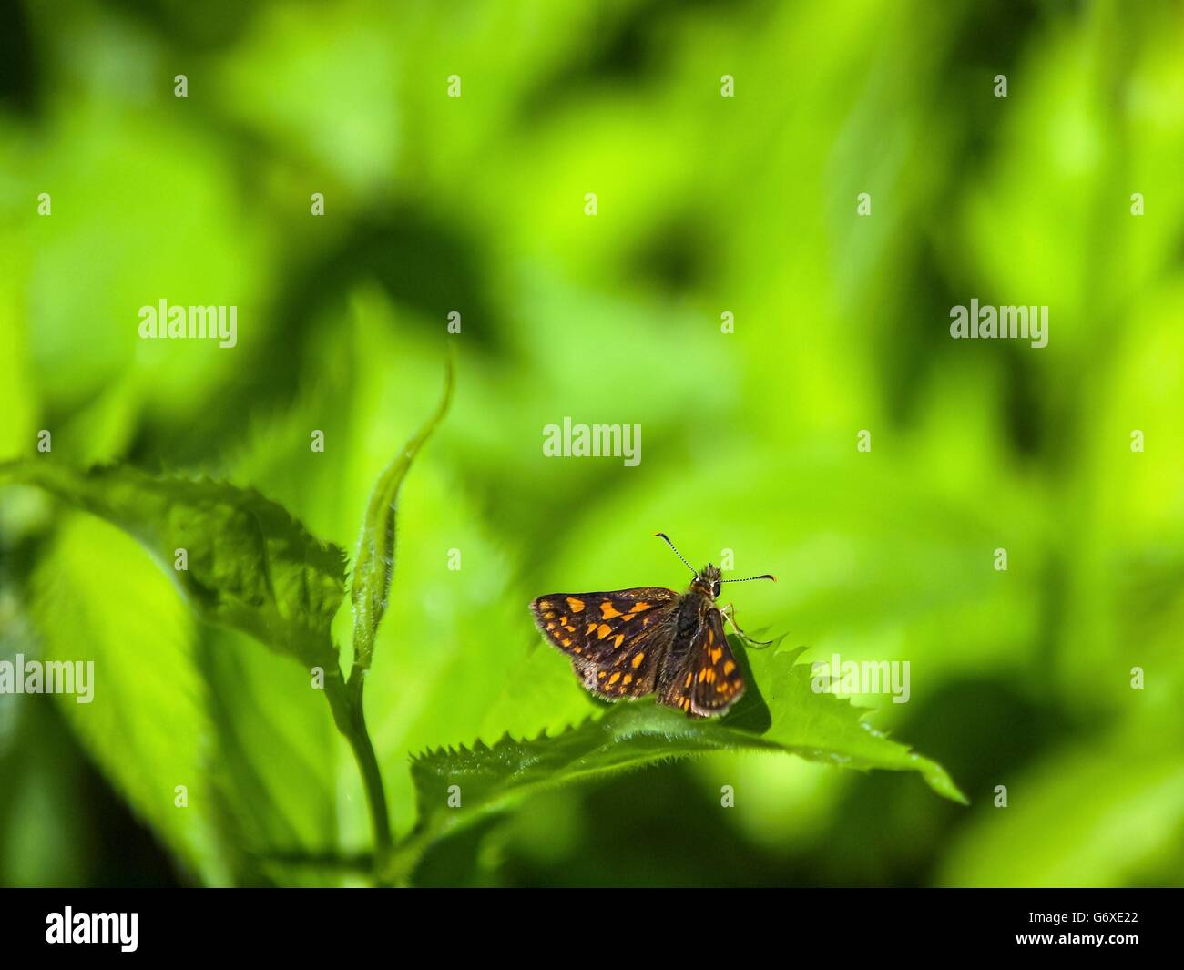 Farfalla arancione su una foglia verde accanto a un Riverbed Foto Stock