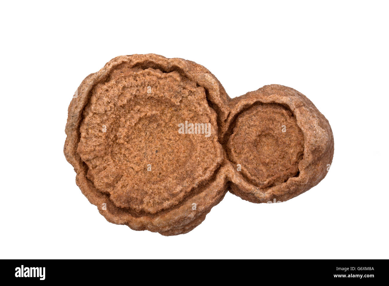 Stromatolite fossili, età cretaceo, 145-65 milioni di anni fa, Merzouga, provincia Khenifra, Marocco, strutture sedimentarie forma Foto Stock