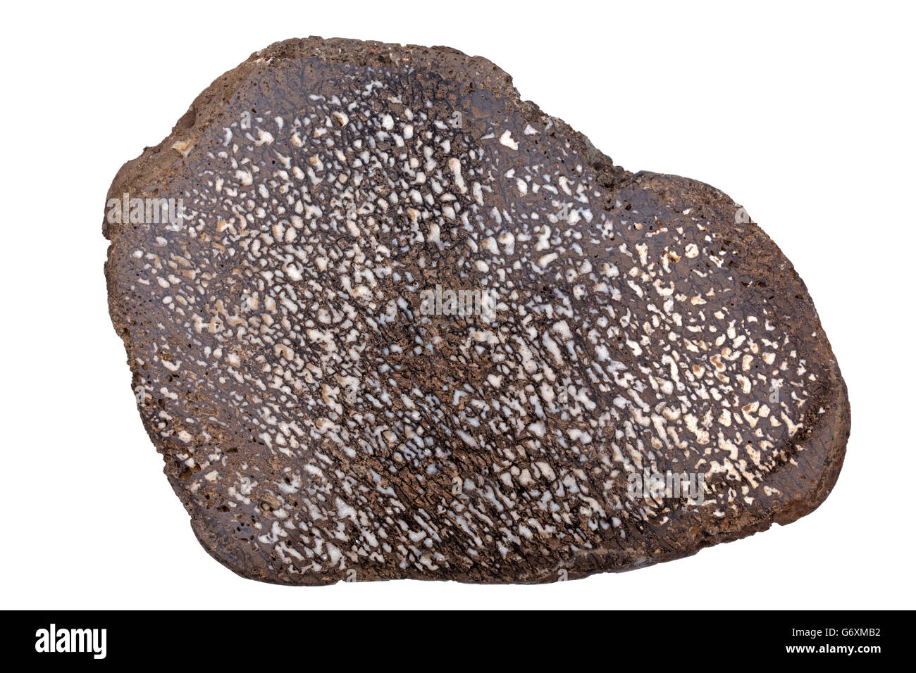 Ossa di dinosauro, sezione trasversale, fossili, Utah Foto Stock