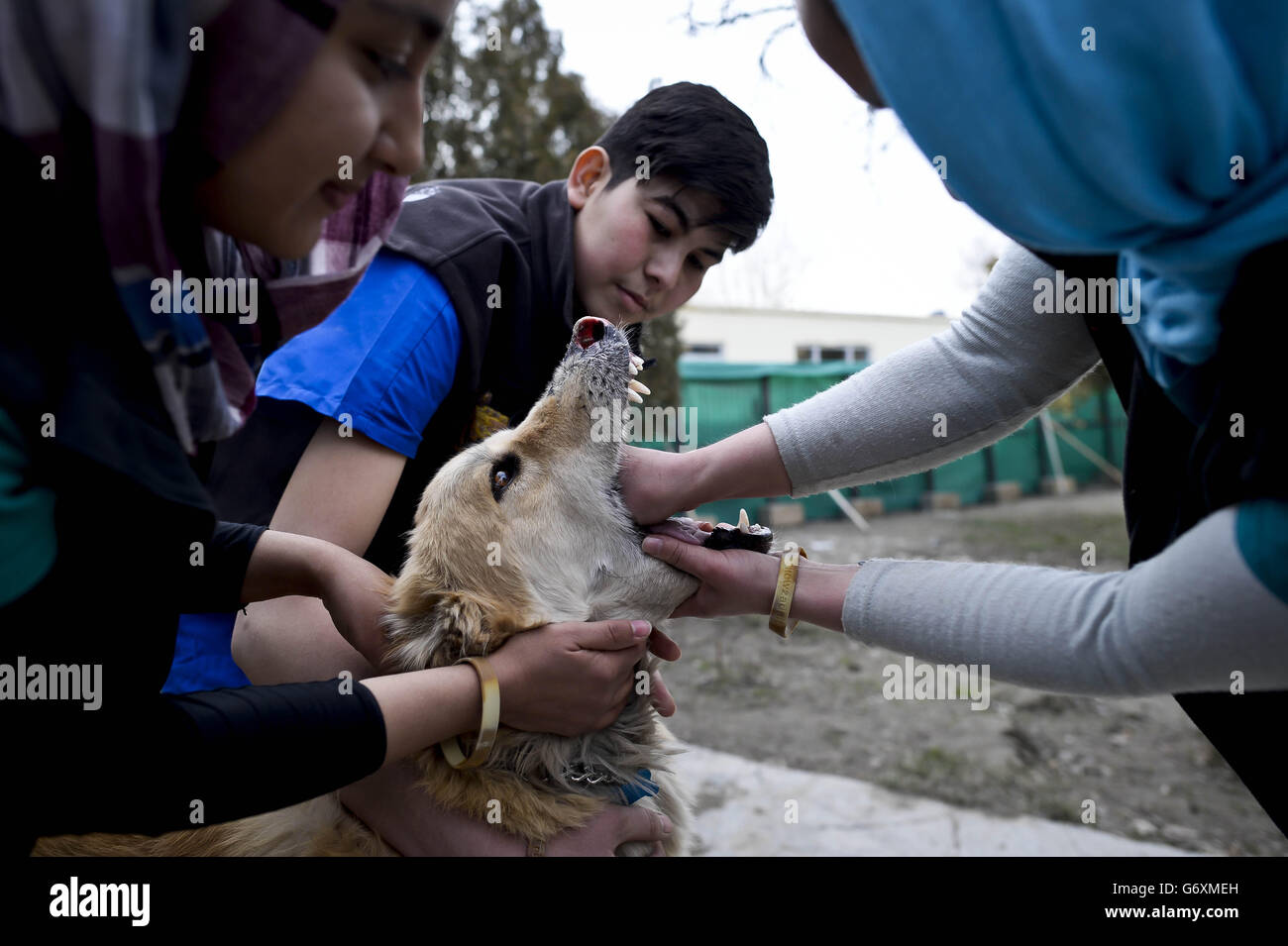 Immagine precedentemente non rilasciata datata 12/03/14 di Joey, che ha subito una malattia che colpisce il suo naso mentre è trattato dal personale alla carità dei cani di Nowzad con sede a Kabul, Afghanistan, una carità britannica istituita dall'ex sergente reale della marina Pen Farthing in 2007. Foto Stock