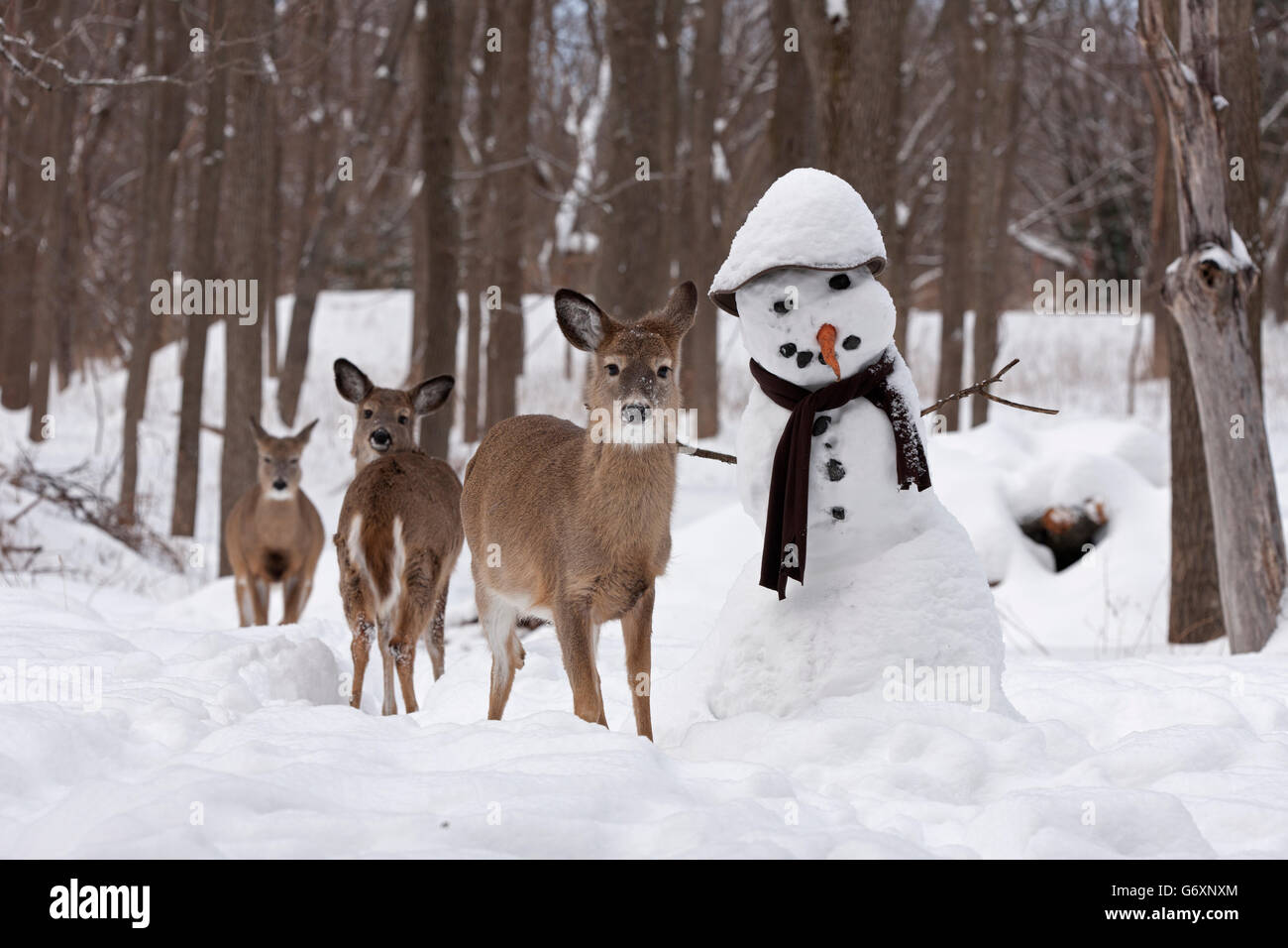 Cervi in inverno, pupazzo di neve Foto Stock